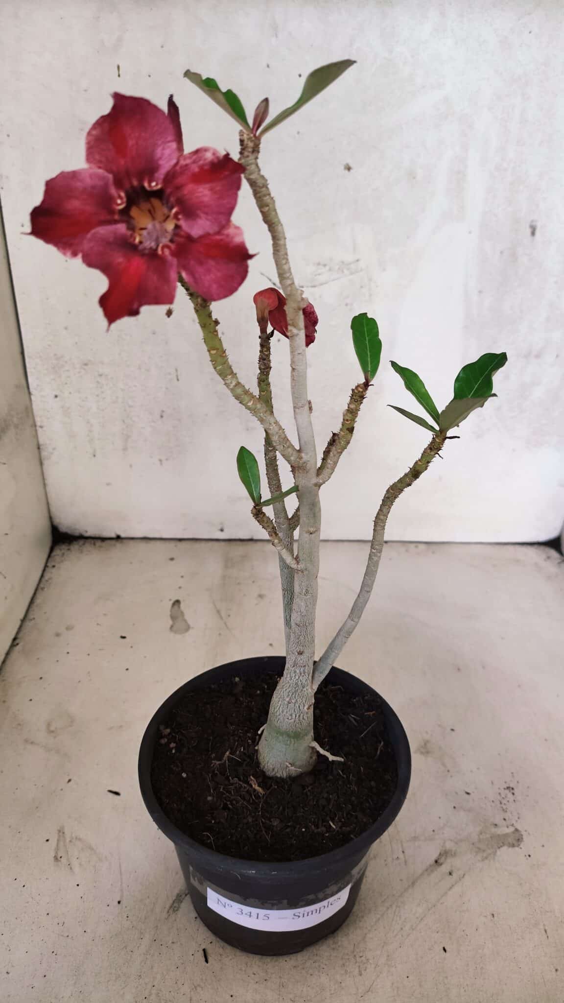 Planta Simples 3415 – 30cm – 02 anos - foto 2