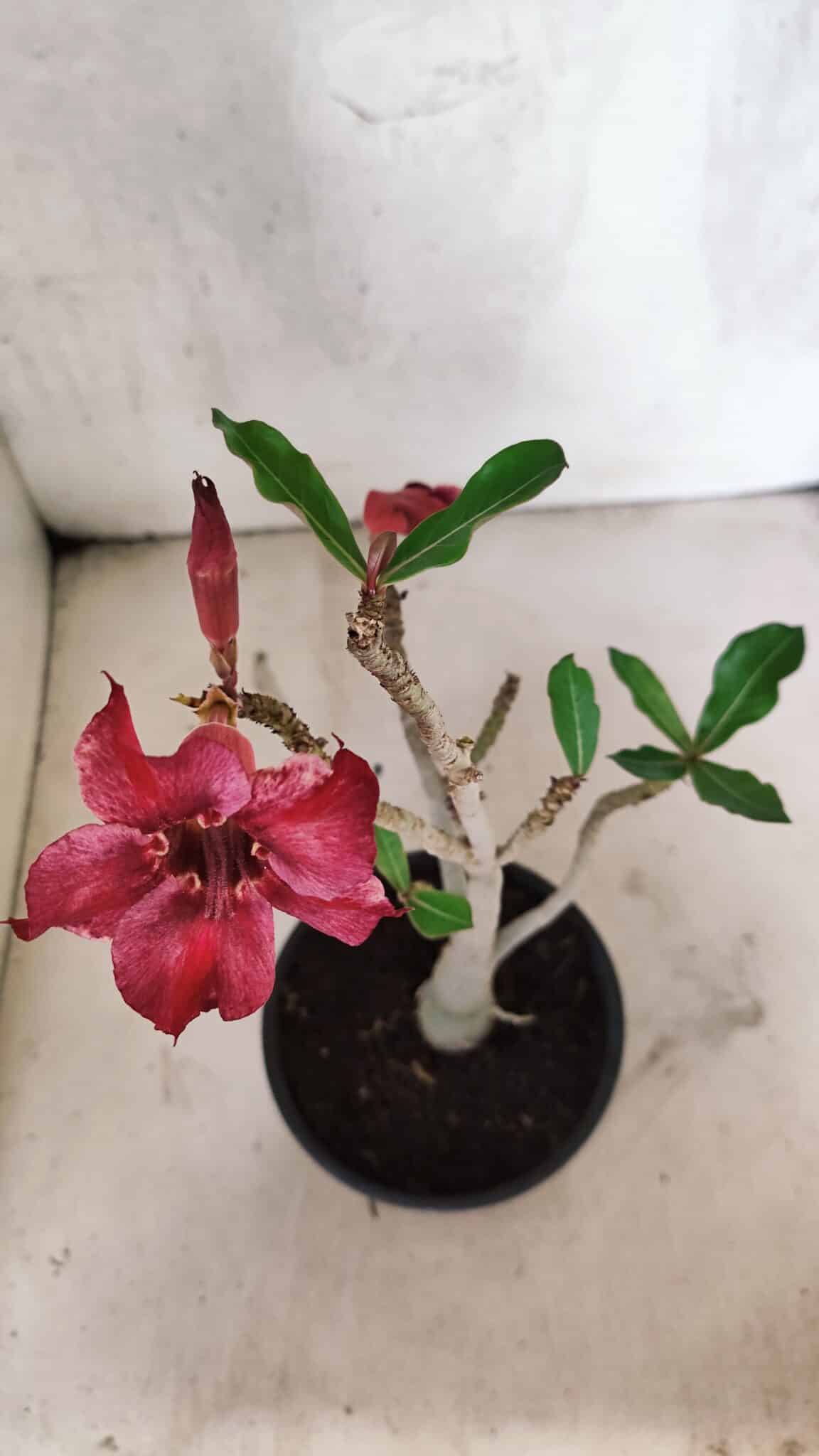 Planta Simples 3415 – 30cm – 02 anos - foto 4