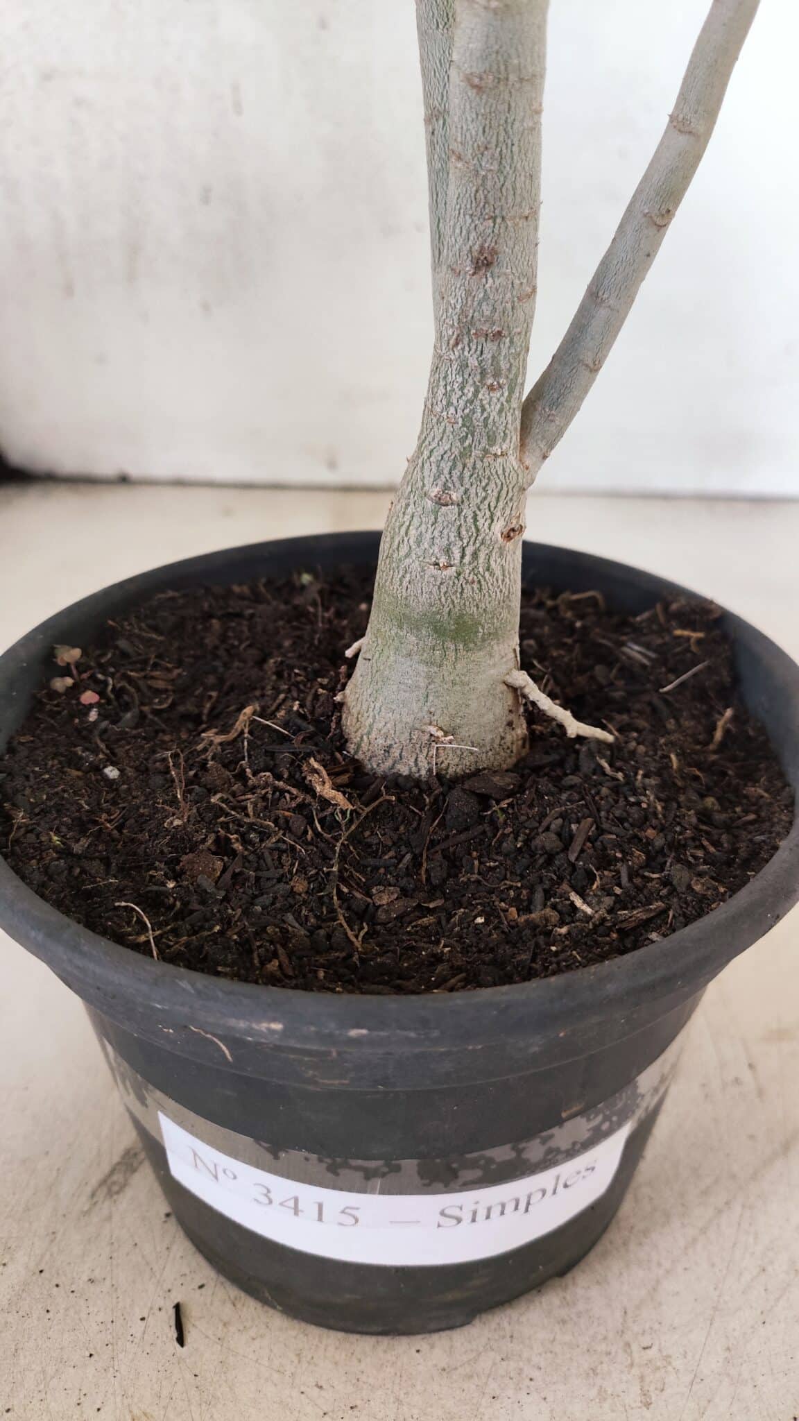 Planta Simples 3415 – 30cm – 02 anos - foto 6