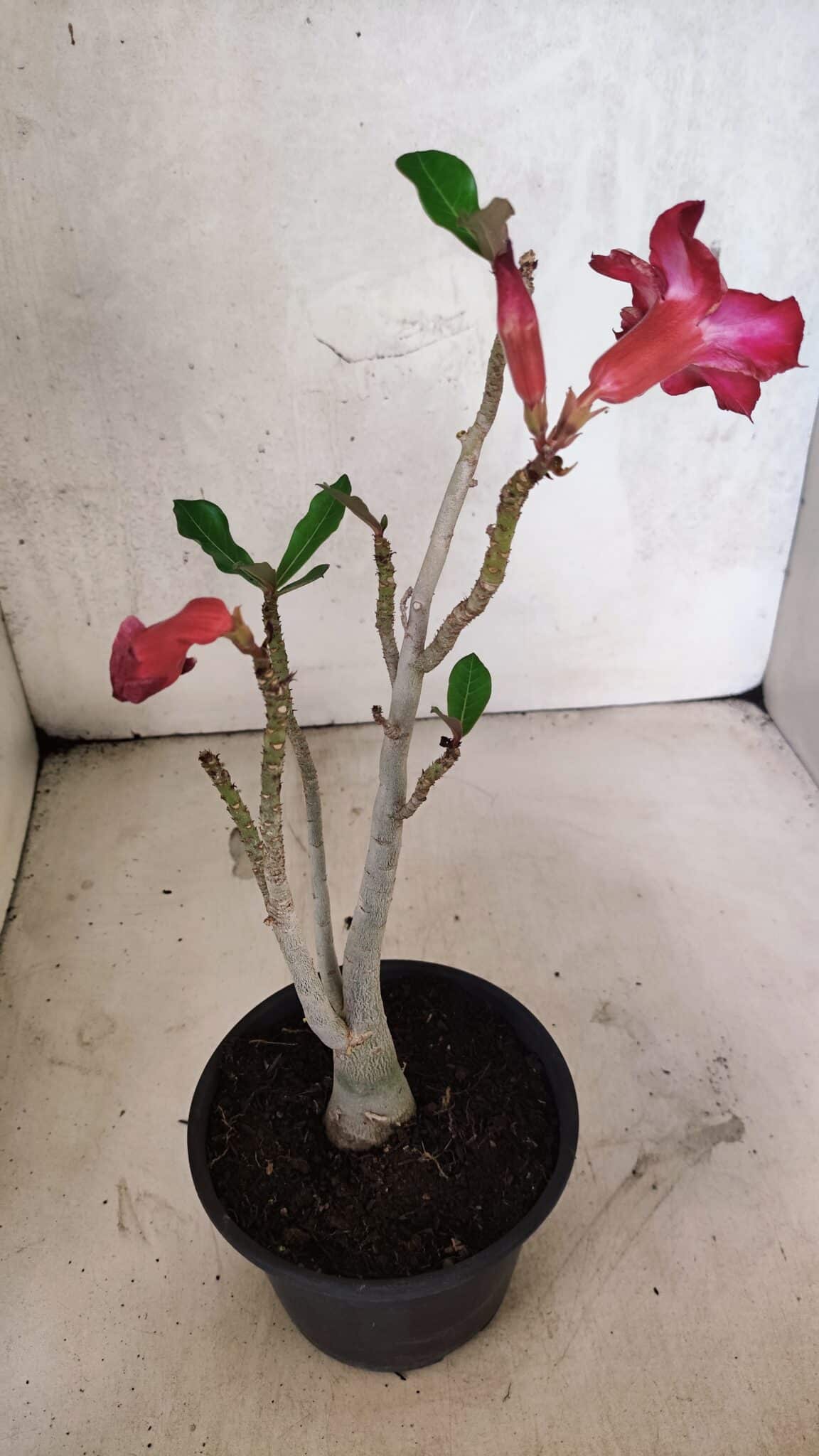 Planta Simples 3415 – 30cm – 02 anos - foto 5