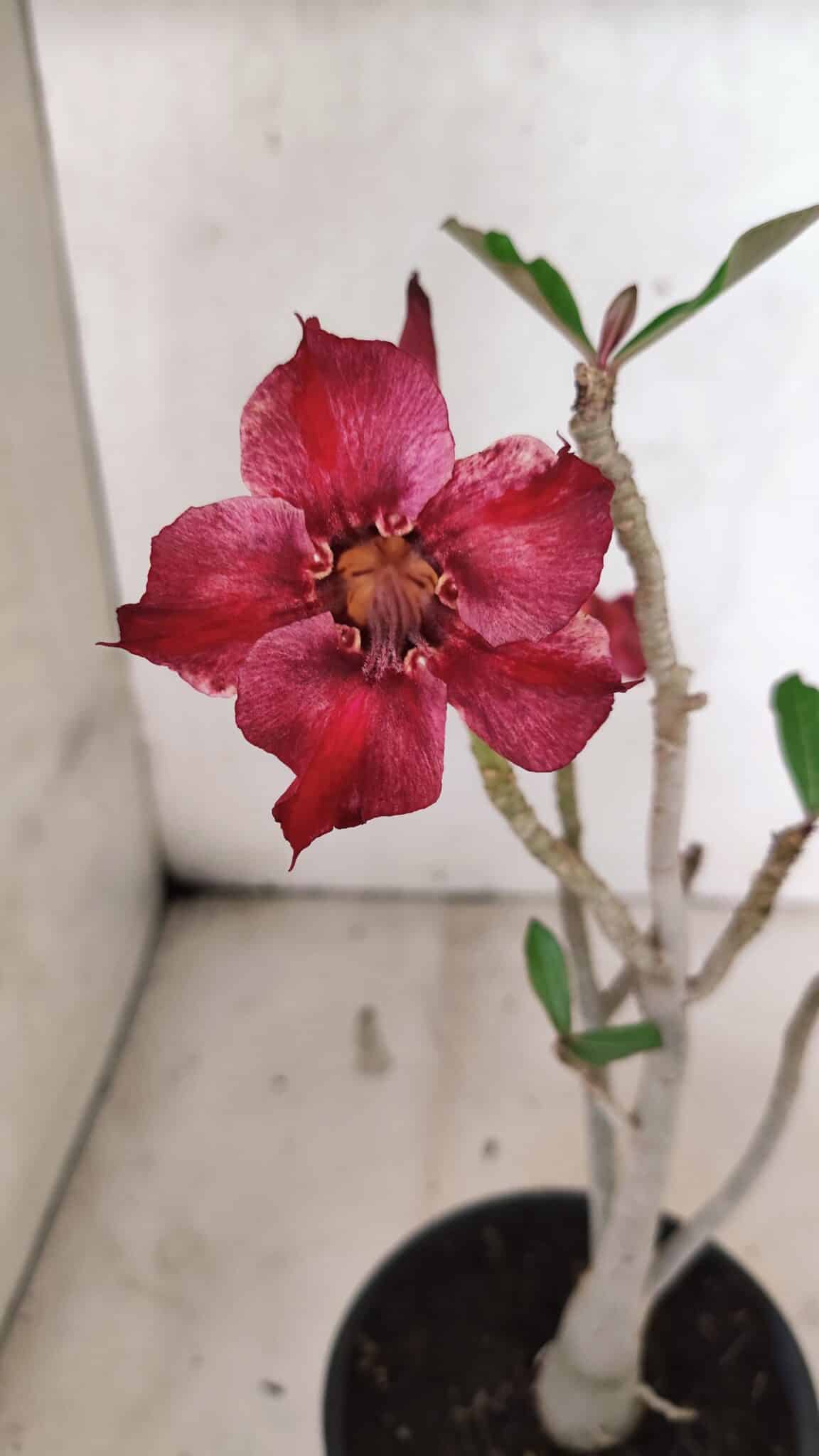 Planta Simples 3415 – 30cm – 02 anos - foto 3