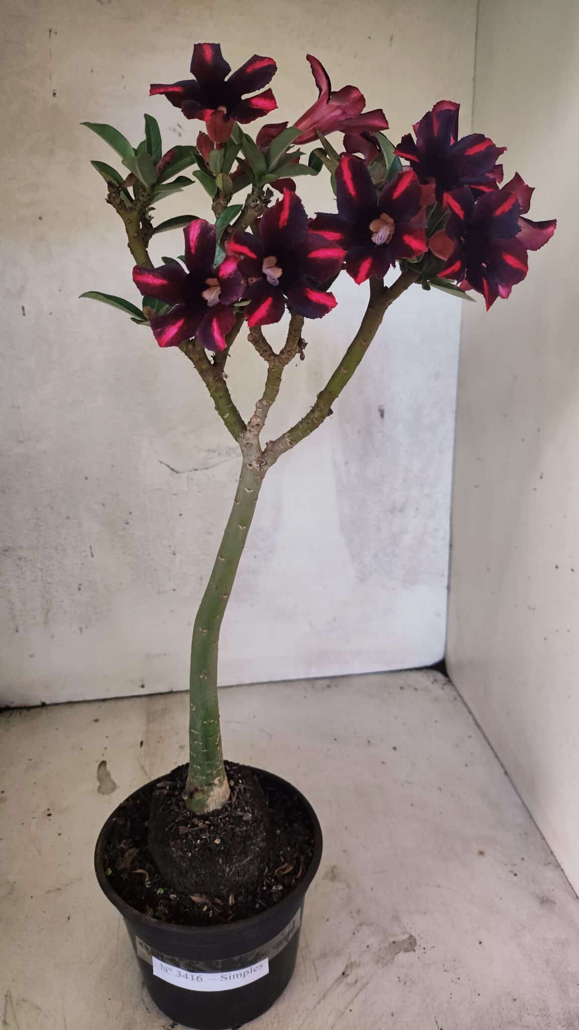 Planta Simples 3416 – 35cm – 03 anos - foto 2