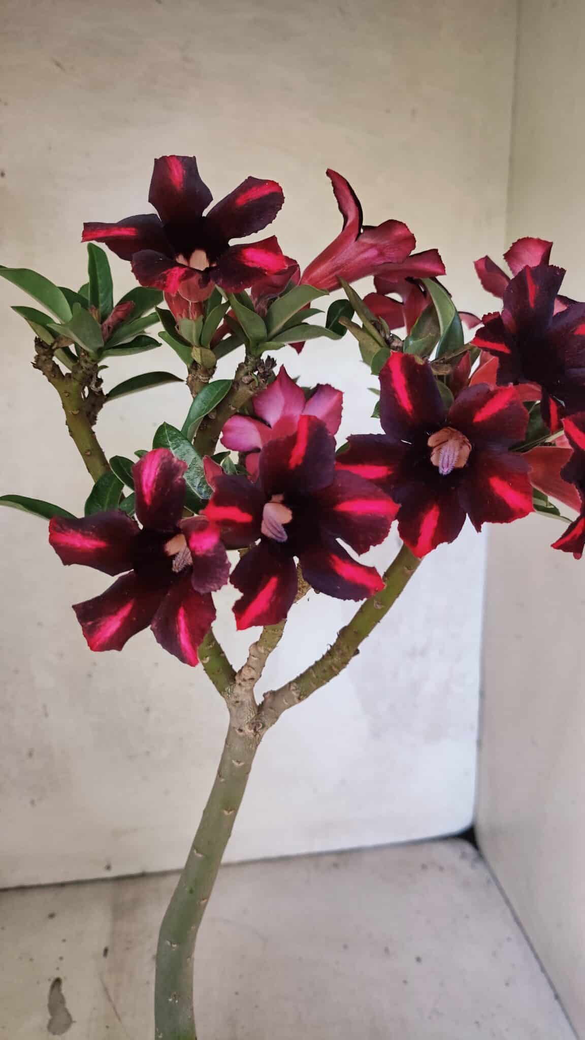 Planta Simples 3416 – 35cm – 03 anos - foto 10