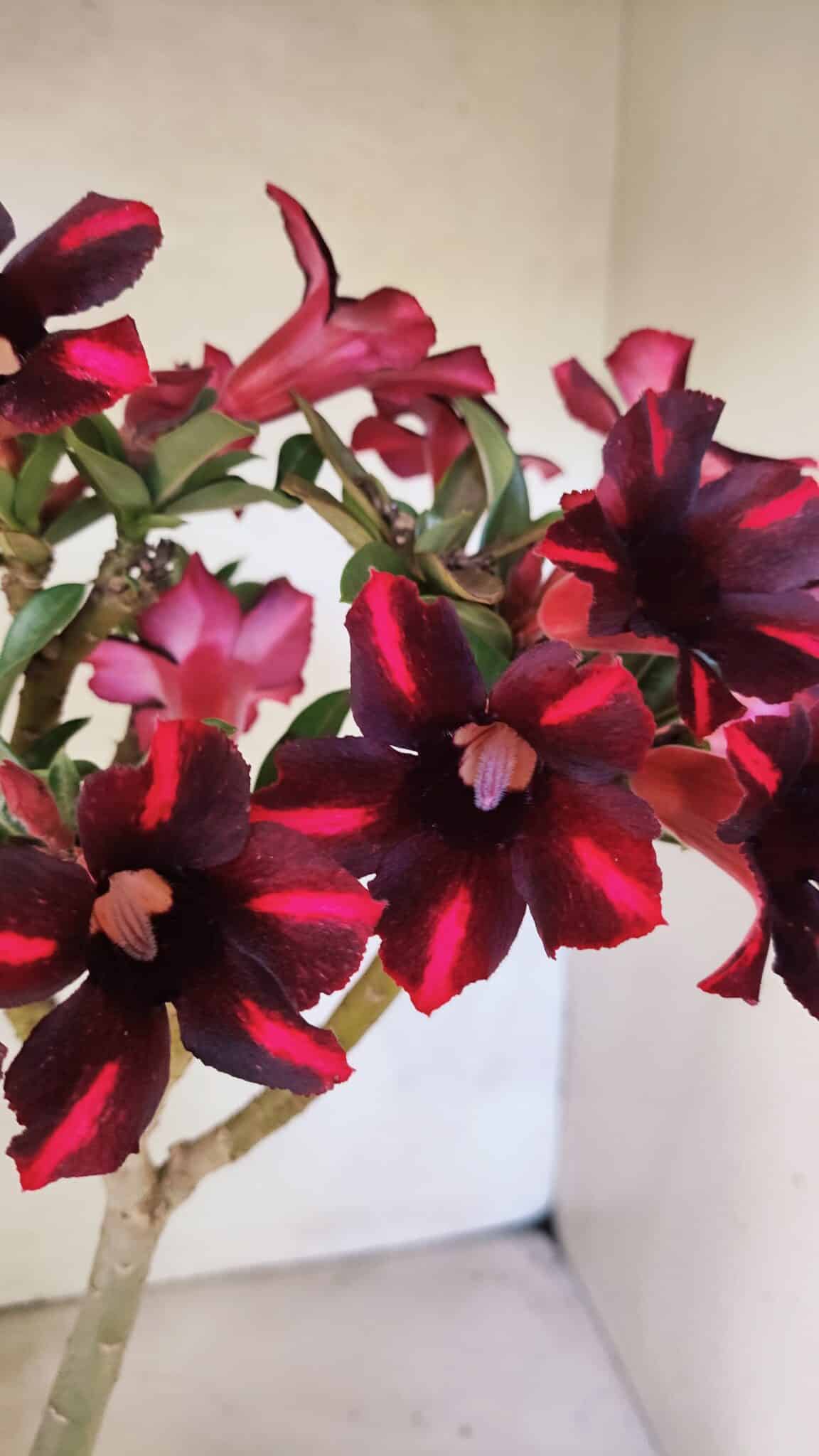 Planta Simples 3416 – 35cm – 03 anos - foto 3