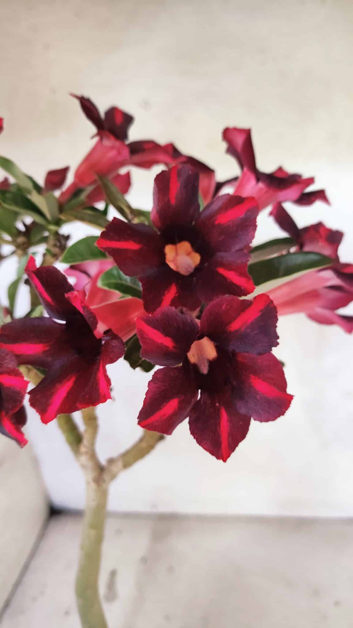 Planta Simples 3416 – 35cm – 03 anos - foto 4