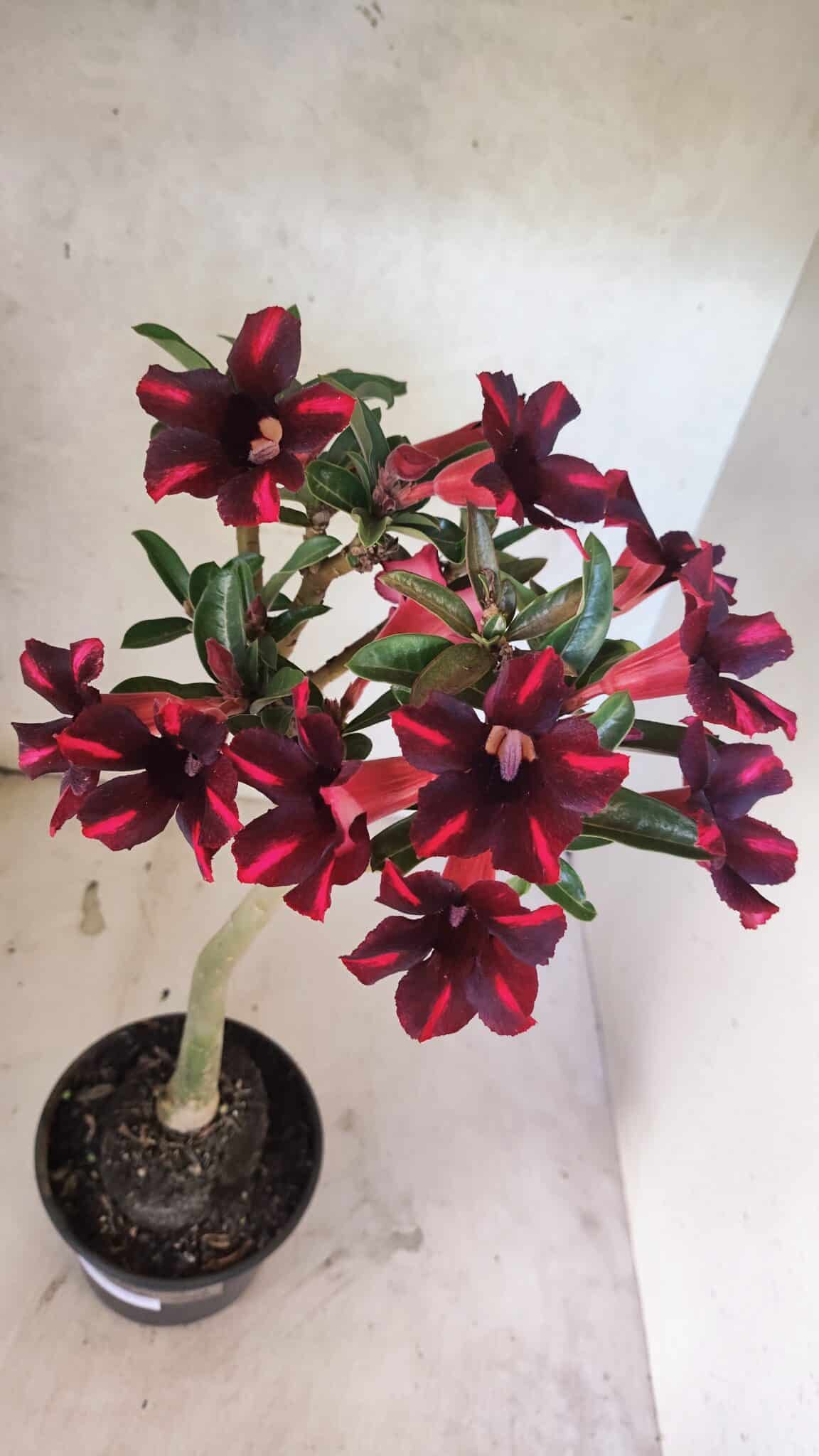 Planta Simples 3416 – 35cm – 03 anos - foto 7