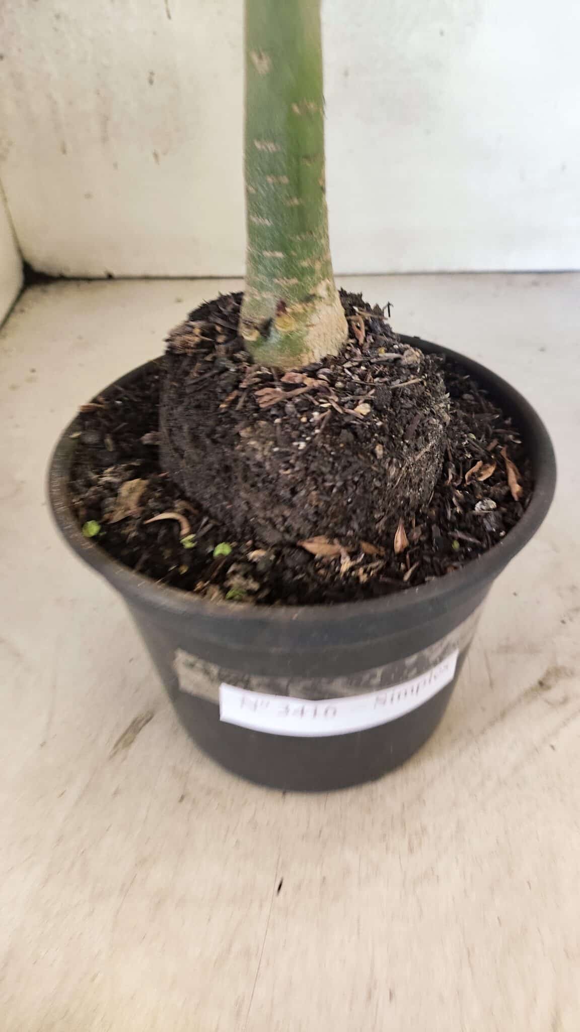 Planta Simples 3416 – 35cm – 03 anos - foto 9