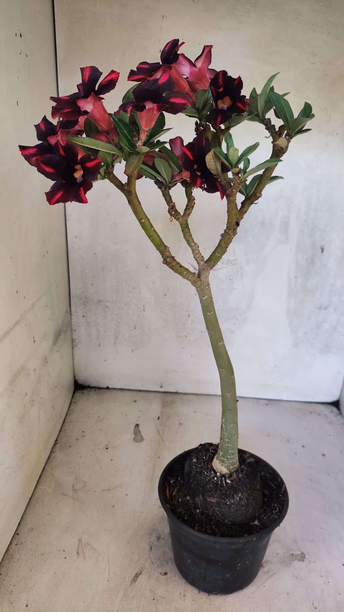 Planta Simples 3416 – 35cm – 03 anos - foto 8