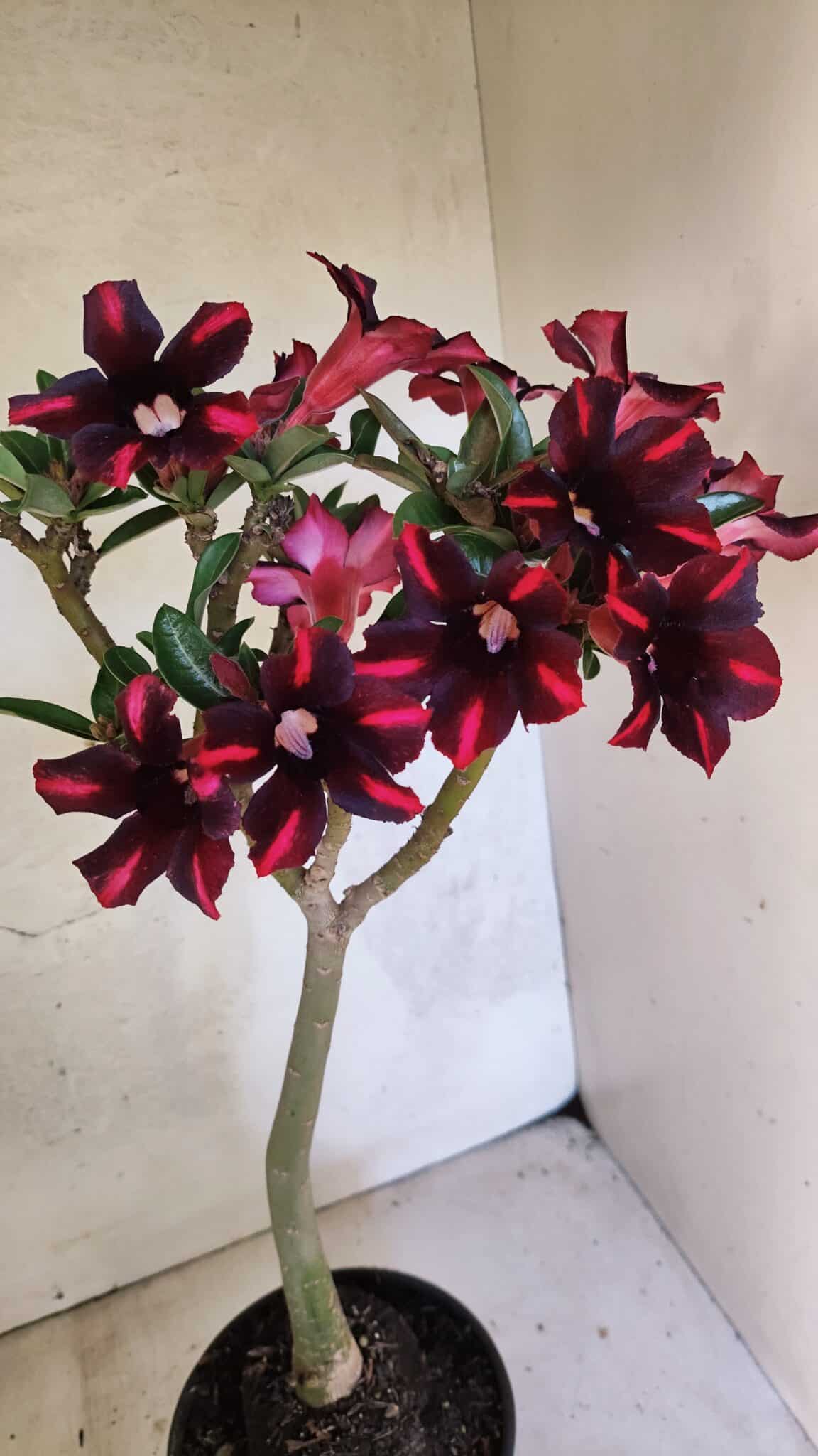 Planta Simples 3416 – 35cm – 03 anos - foto 6