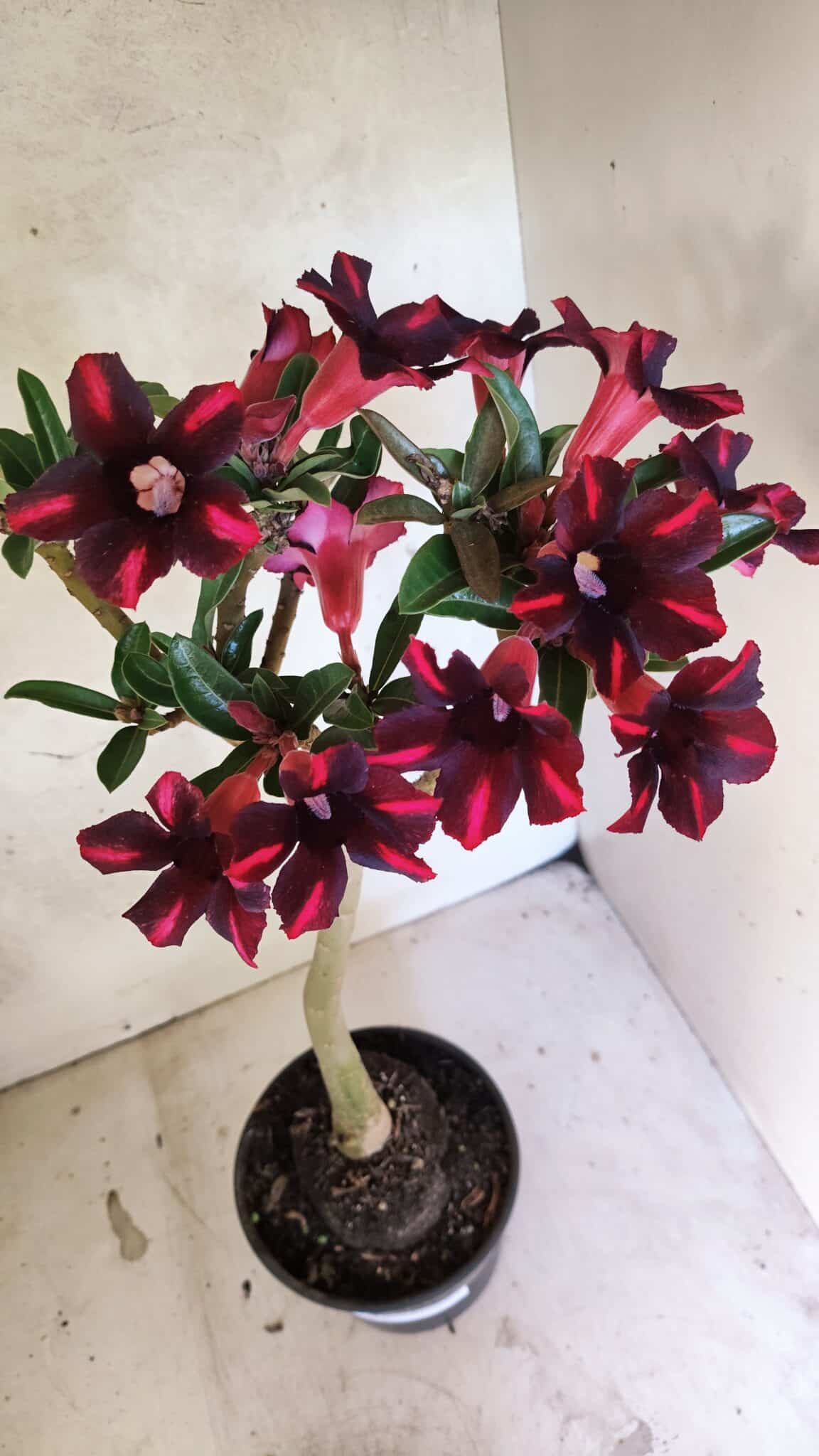 Planta Simples 3416 – 35cm – 03 anos - foto 5