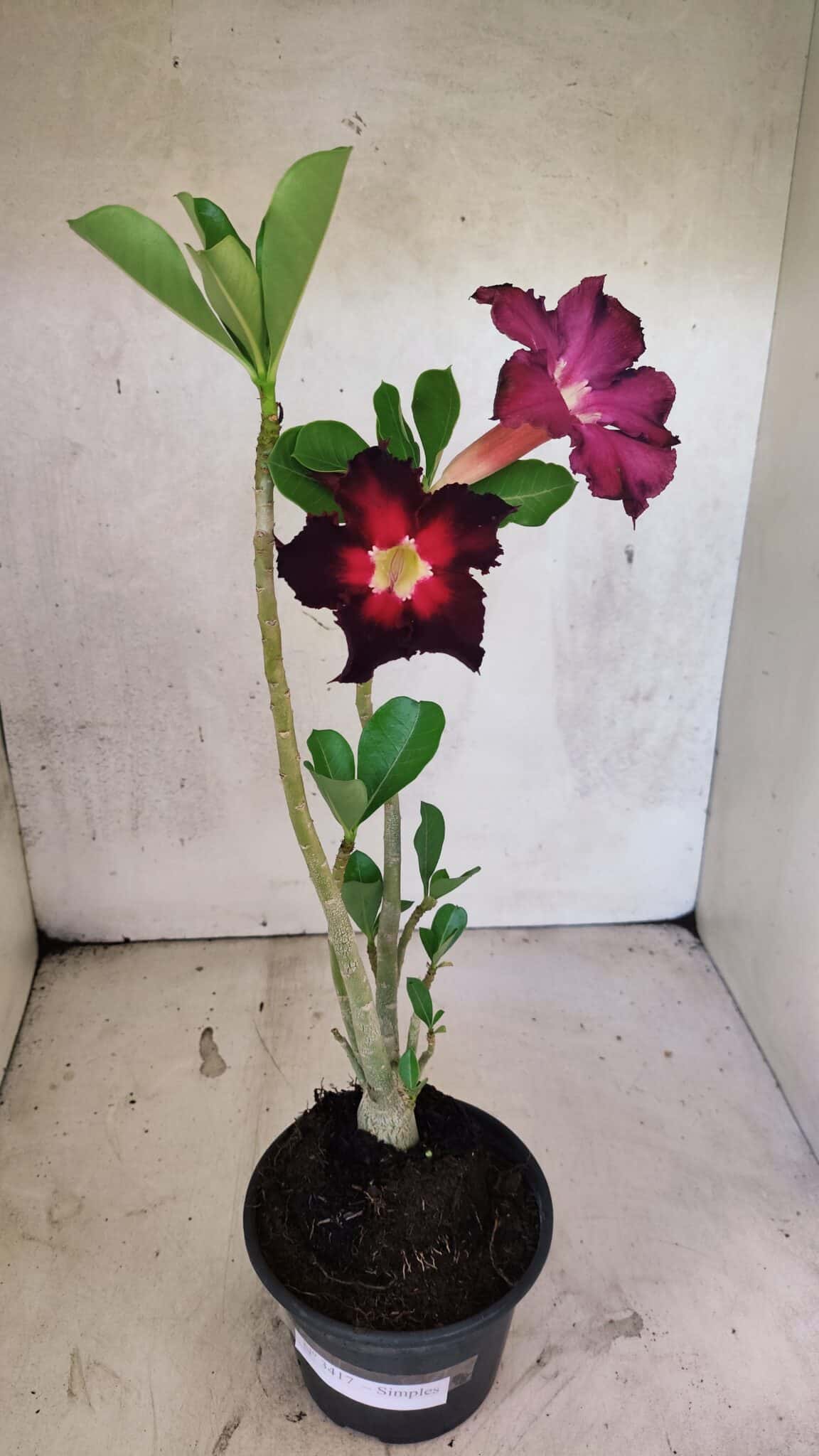 Planta Simples 3417 – 35cm – 03 anos - foto 2