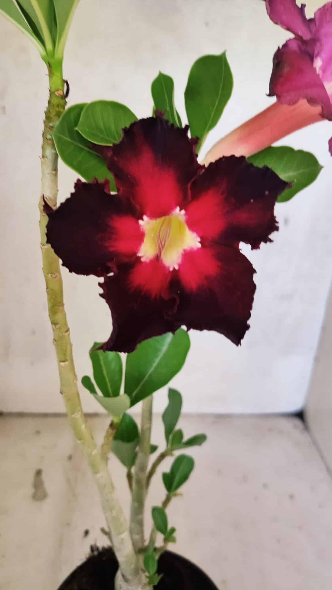 Planta Simples 3417 – 35cm – 03 anos - foto 3