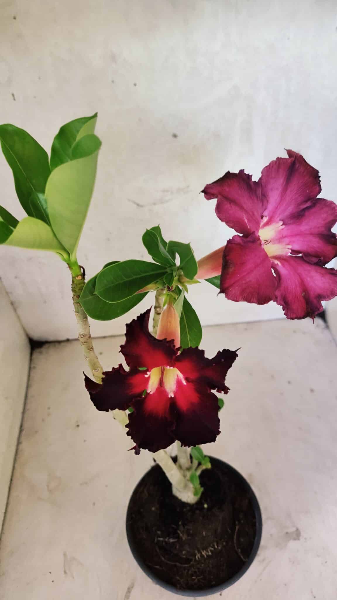 Planta Simples 3417 – 35cm – 03 anos - foto 4