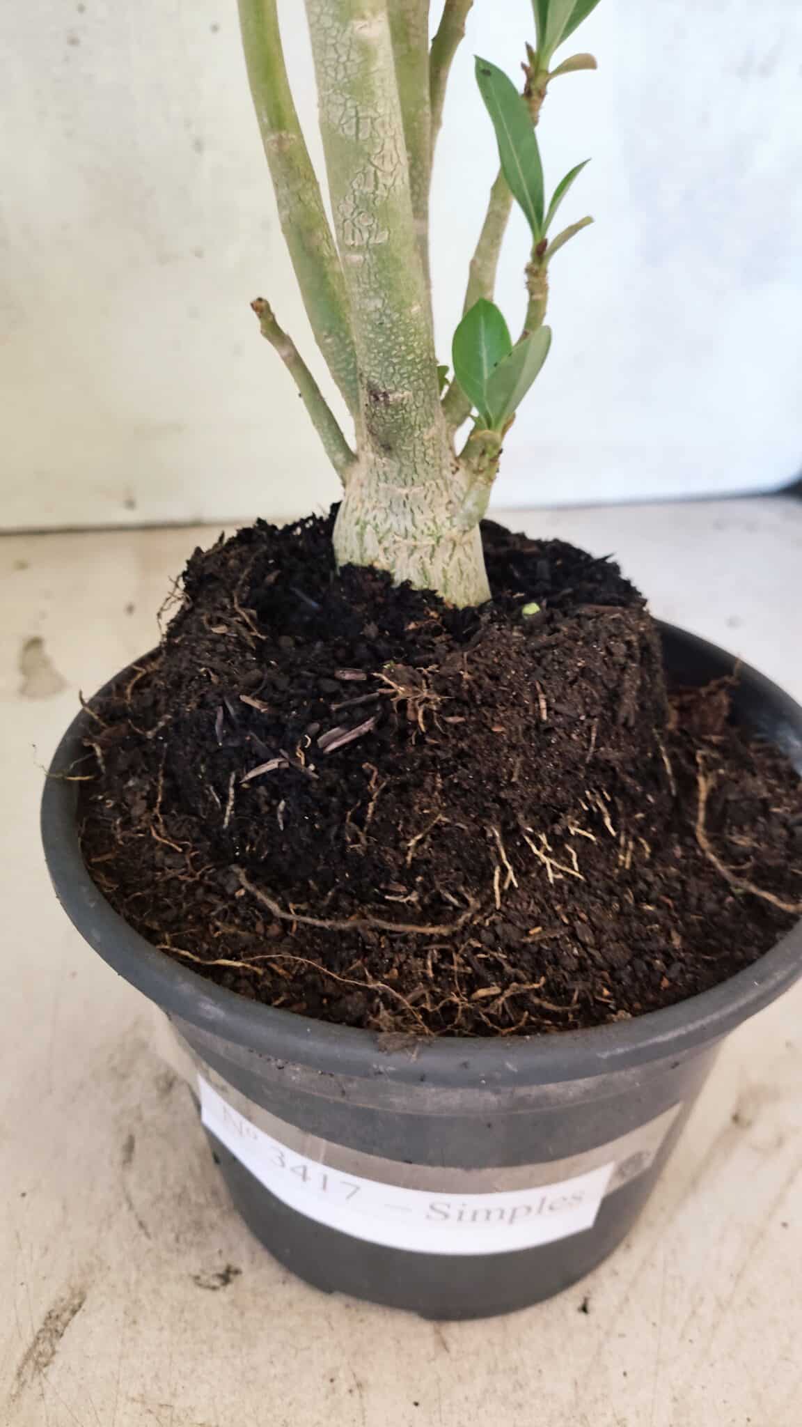 Planta Simples 3417 – 35cm – 03 anos - foto 7