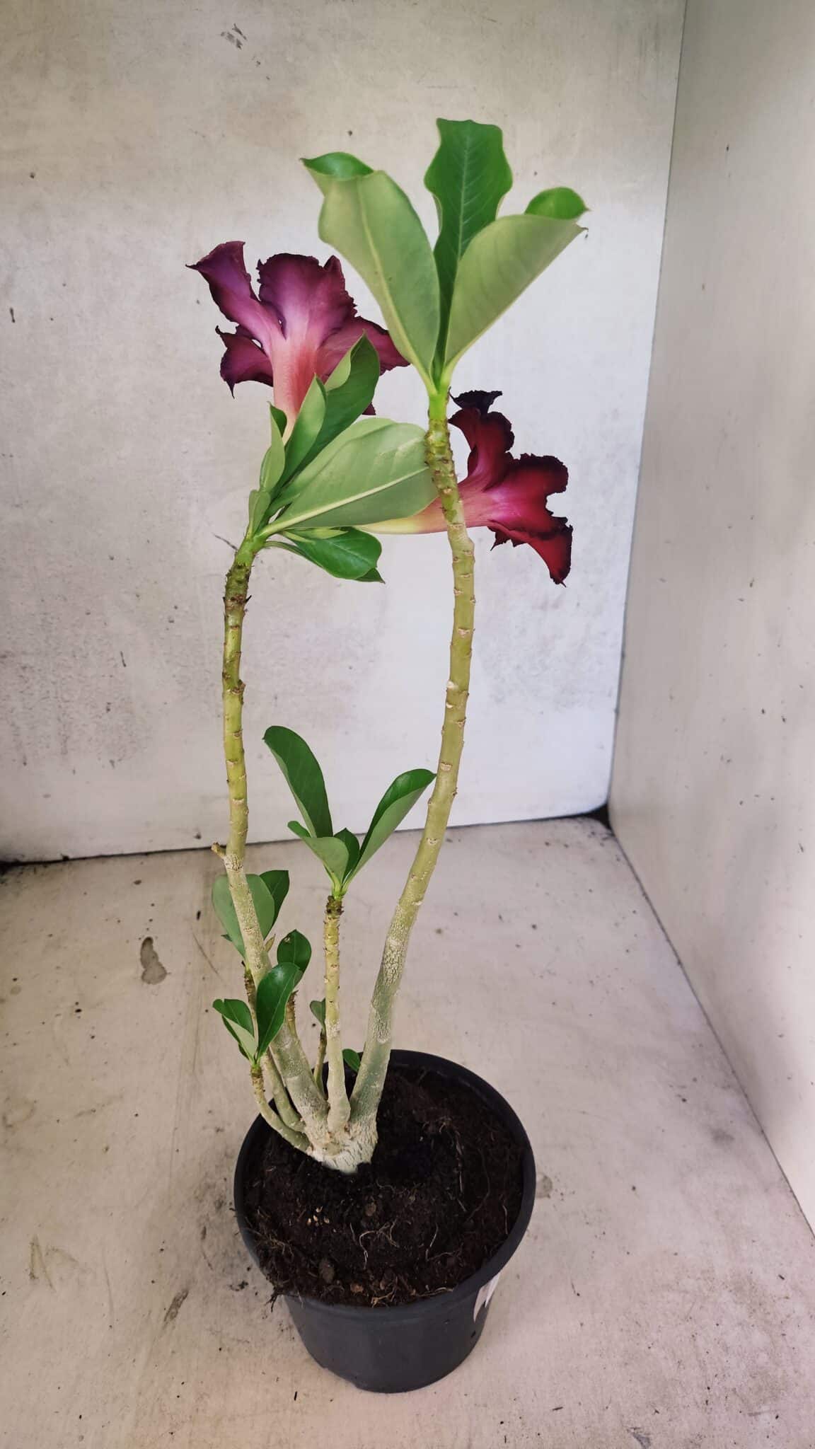 Planta Simples 3417 – 35cm – 03 anos - foto 6