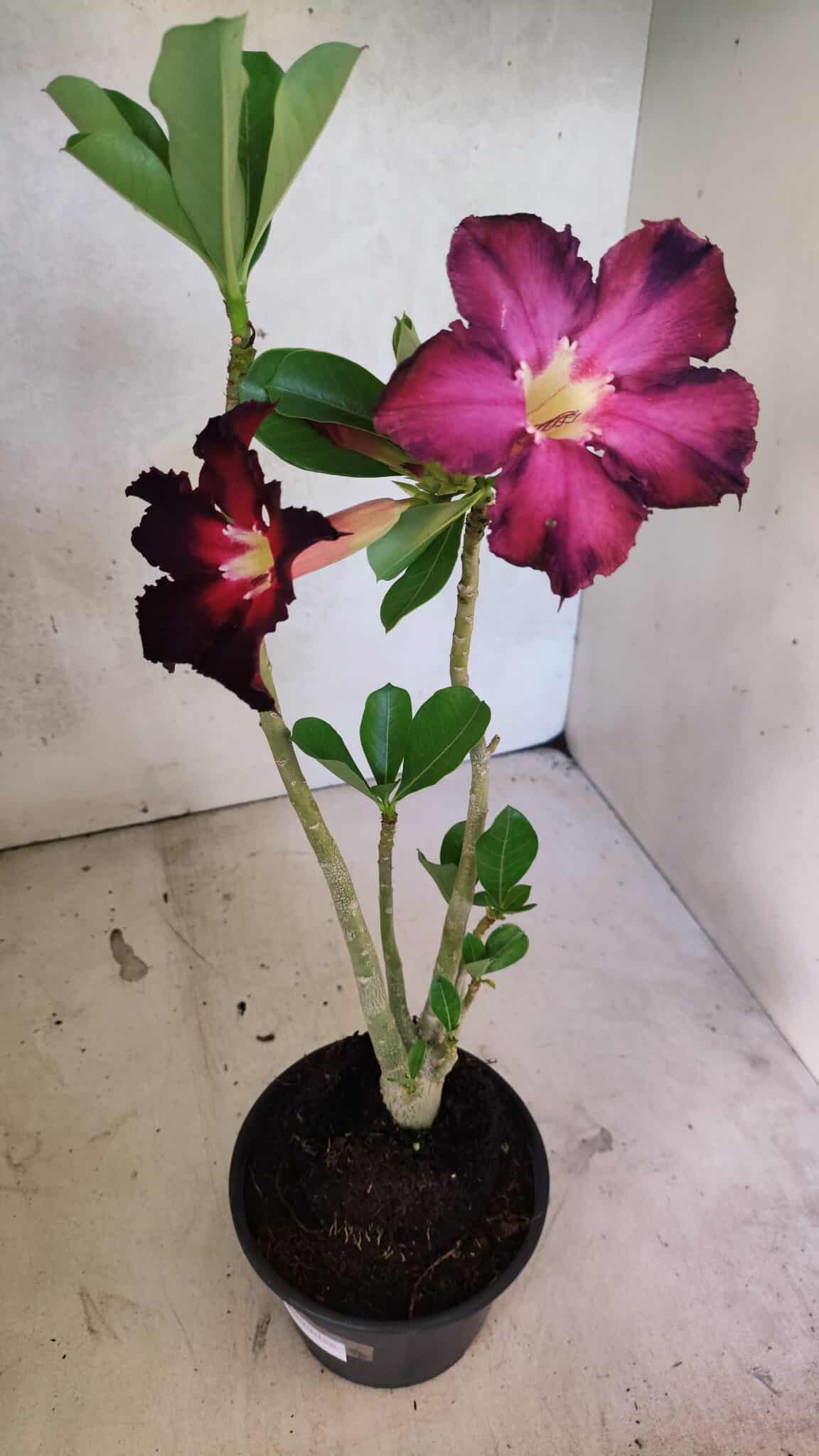 Planta Simples 3417 – 35cm – 03 anos - foto 5