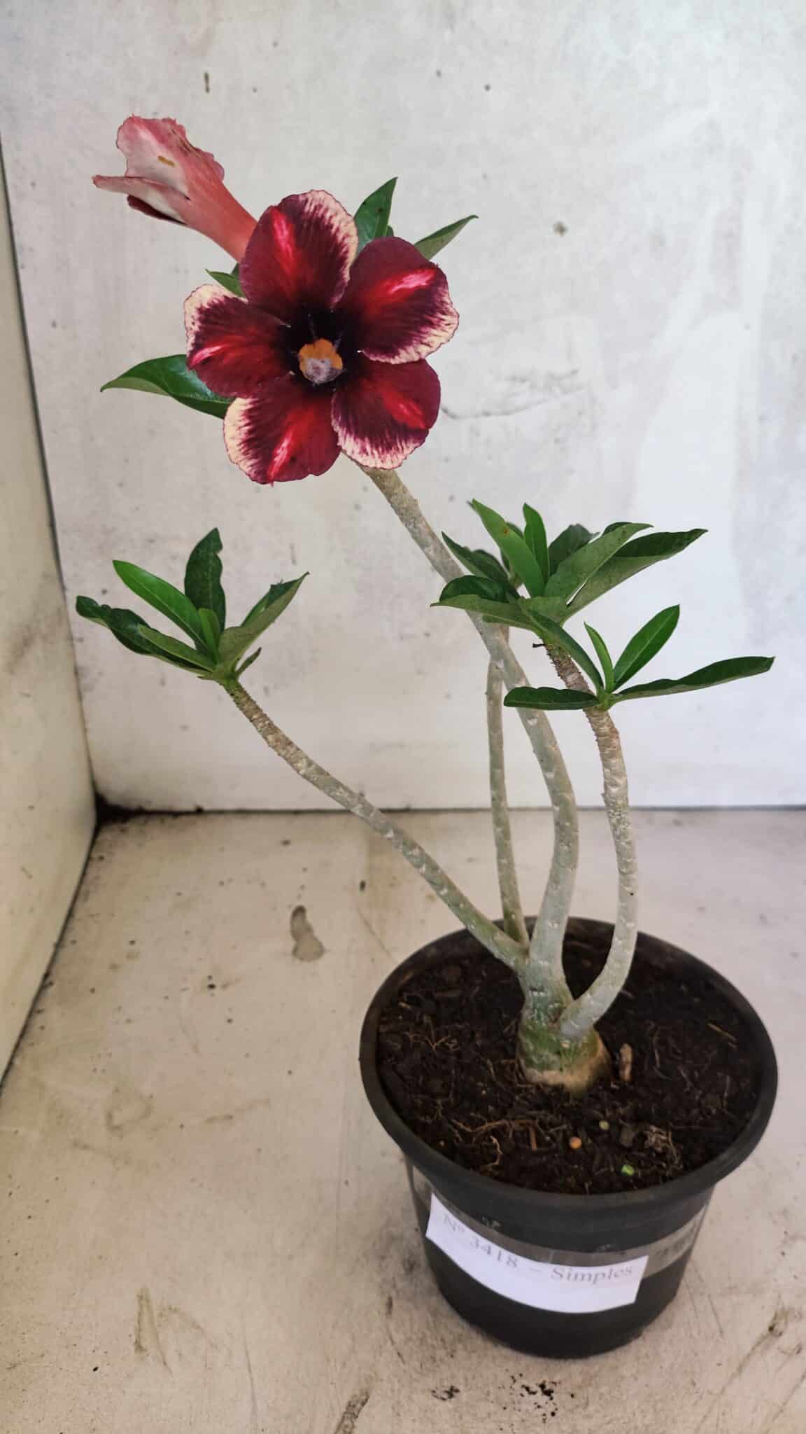 Planta Simples 3418 – 30cm – 02 anos - foto 2