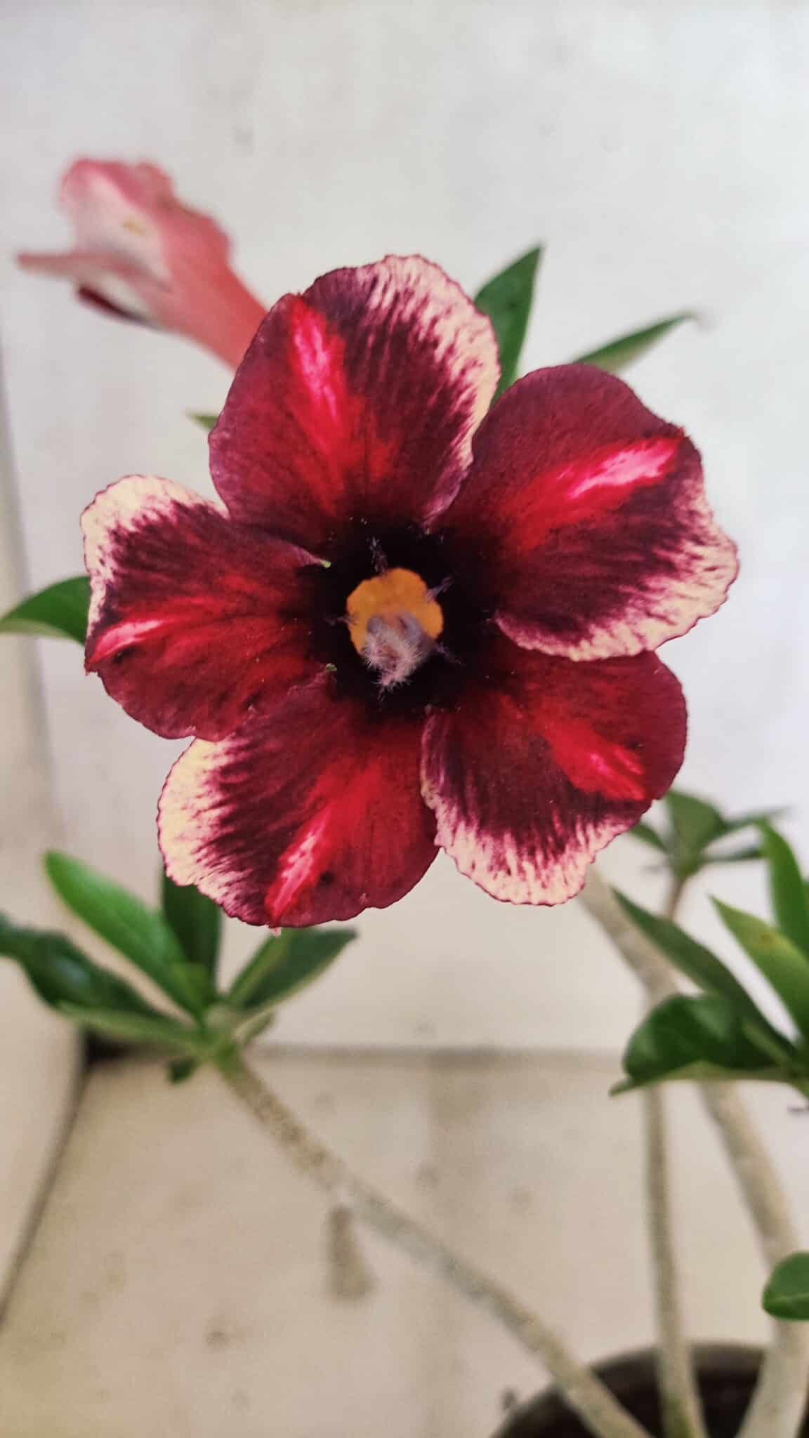 Planta Simples 3418 – 30cm – 02 anos - foto 3