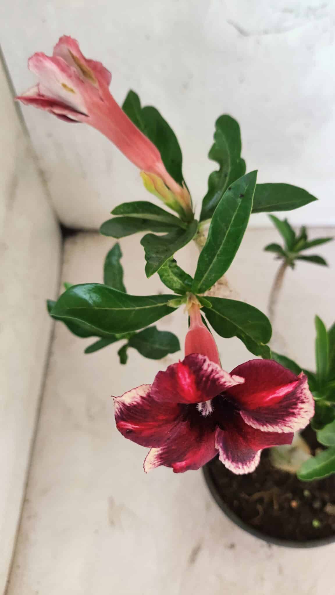 Planta Simples 3418 – 30cm – 02 anos - foto 4