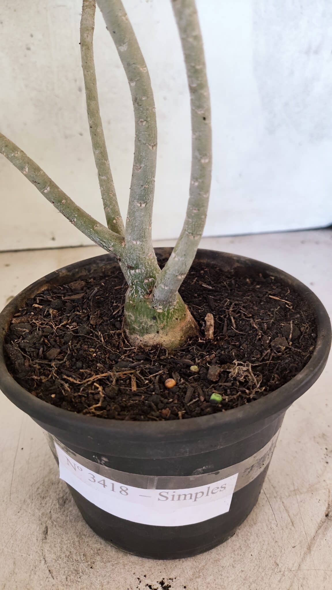 Planta Simples 3418 – 30cm – 02 anos - foto 7