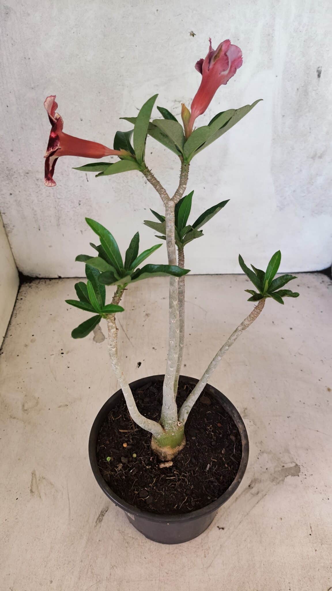 Planta Simples 3418 – 30cm – 02 anos - foto 6