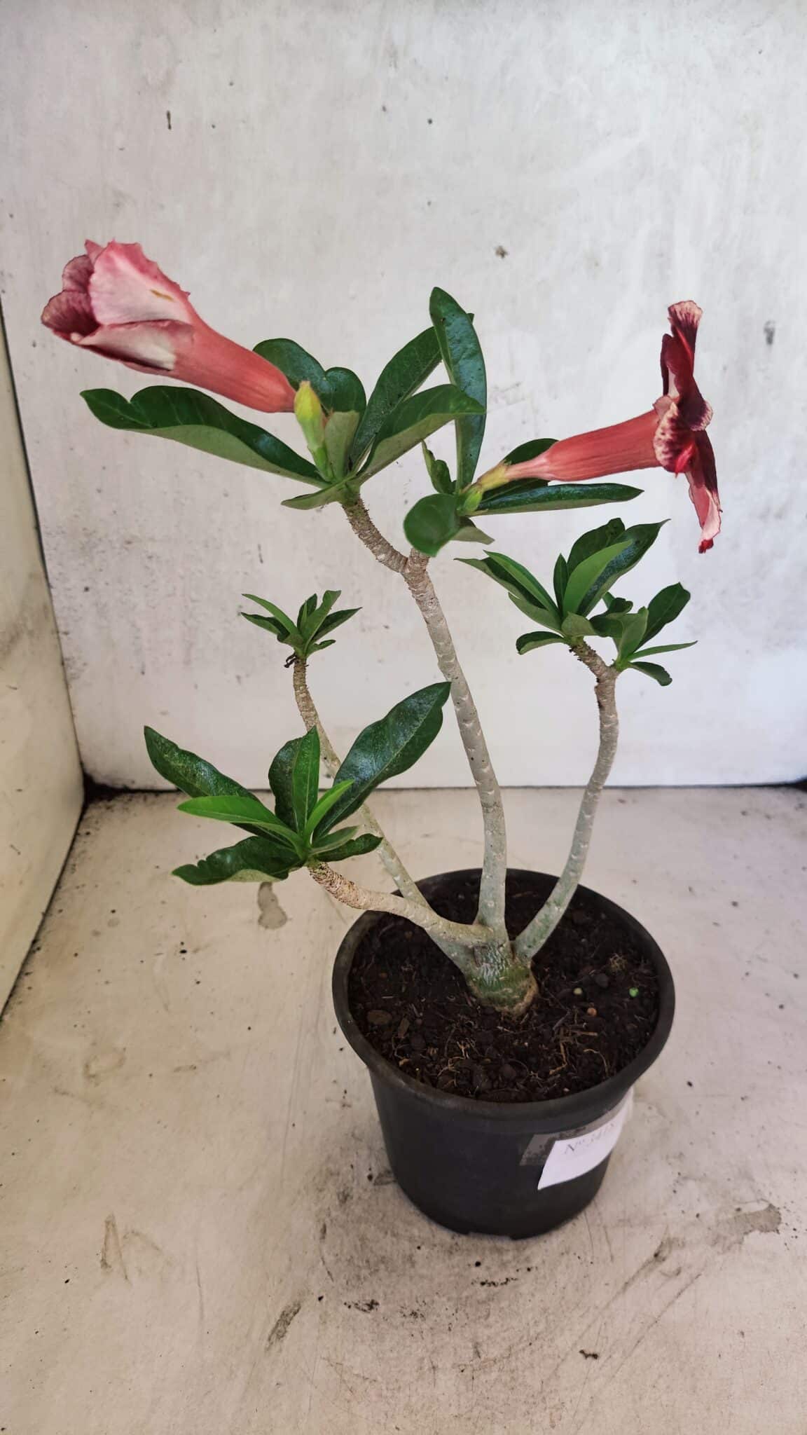 Planta Simples 3418 – 30cm – 02 anos - foto 5