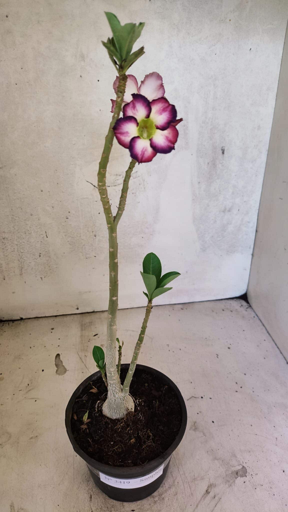 Planta Simples 3419 – 35cm – 03 anos - foto 2