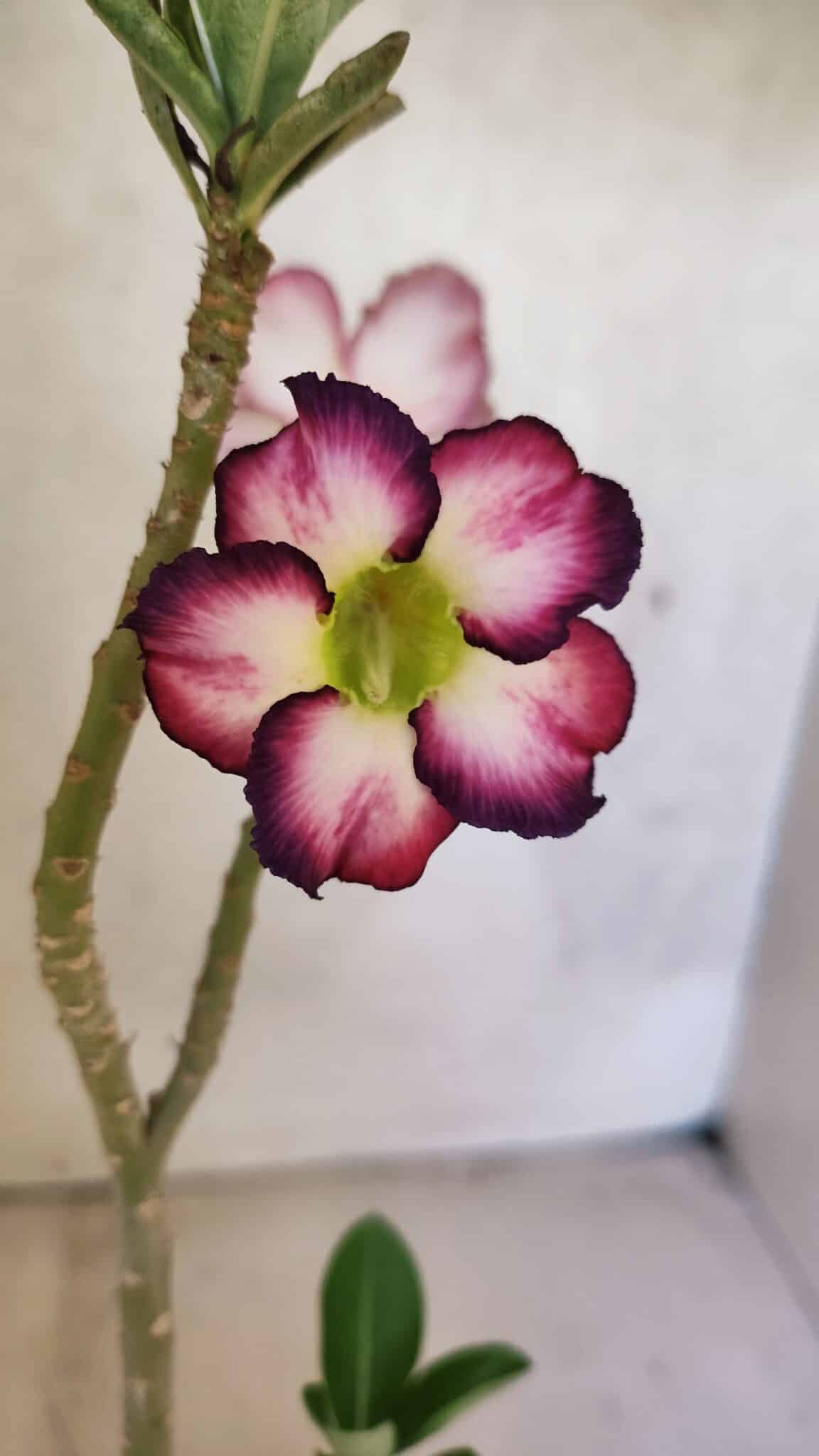 Planta Simples 3419 – 35cm – 03 anos - foto 3