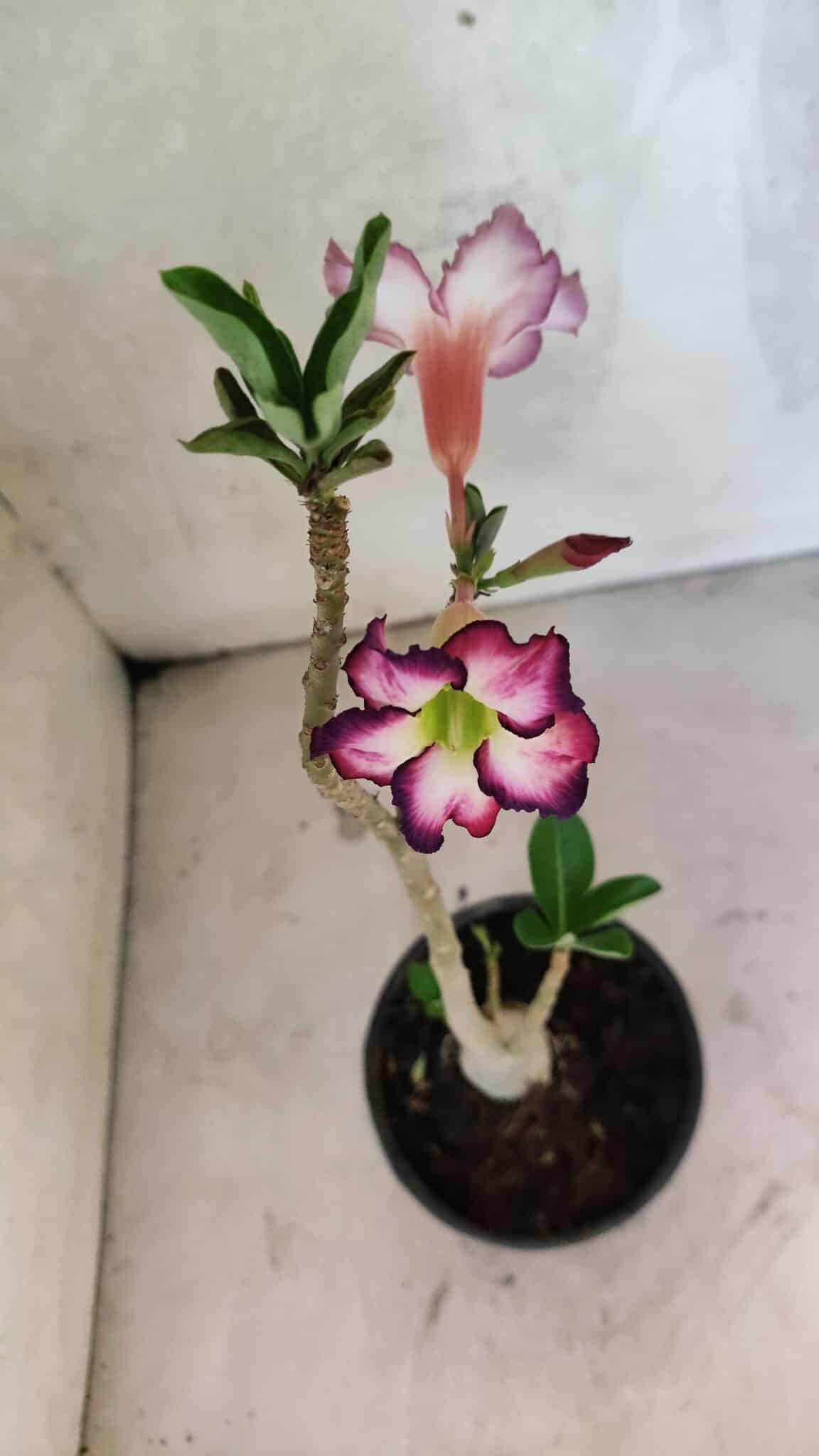 Planta Simples 3419 – 35cm – 03 anos - foto 4