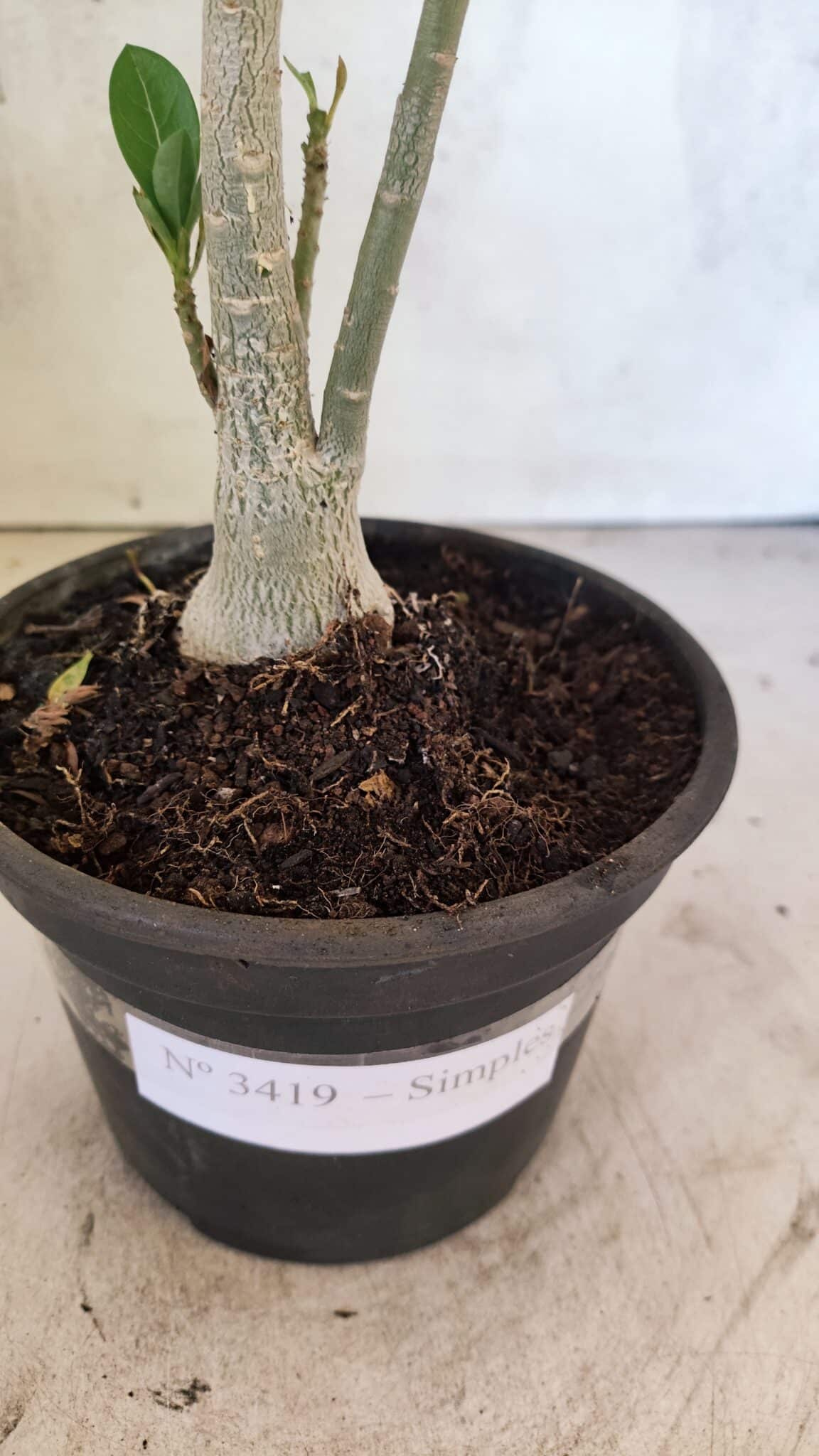 Planta Simples 3419 – 35cm – 03 anos - foto 6