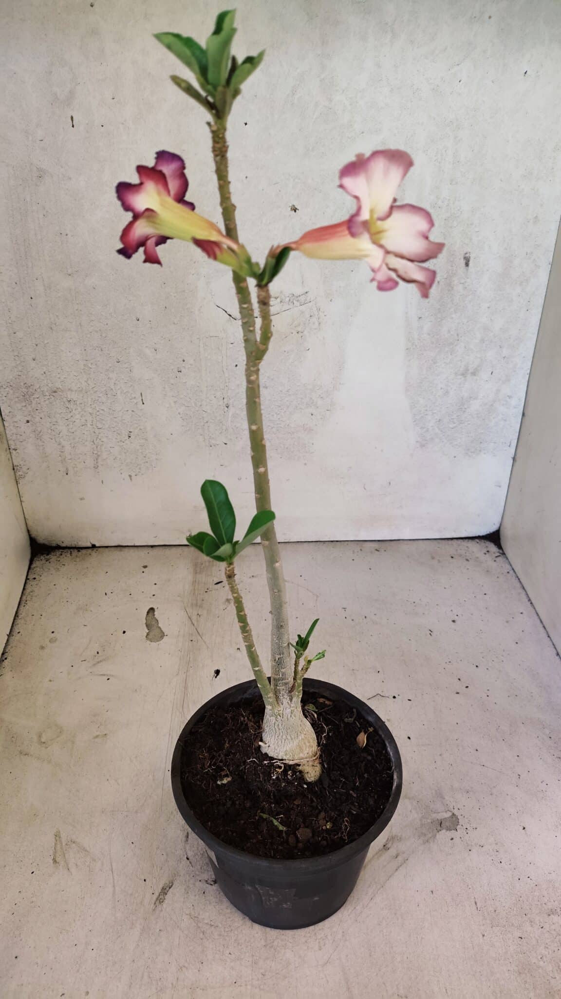 Planta Simples 3419 – 35cm – 03 anos - foto 5