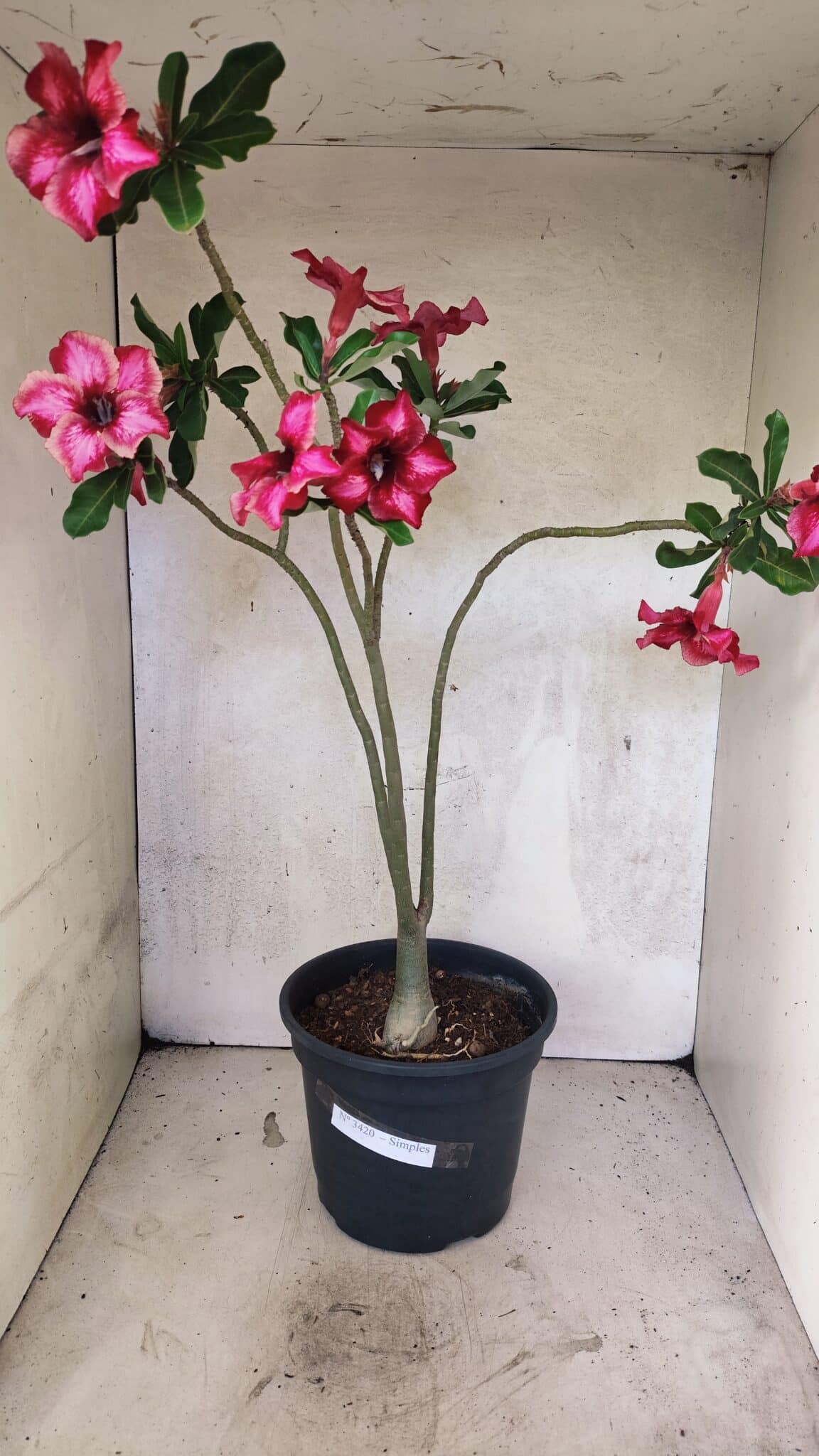Planta Simples 3420 – 45cm – 03 anos - foto 2