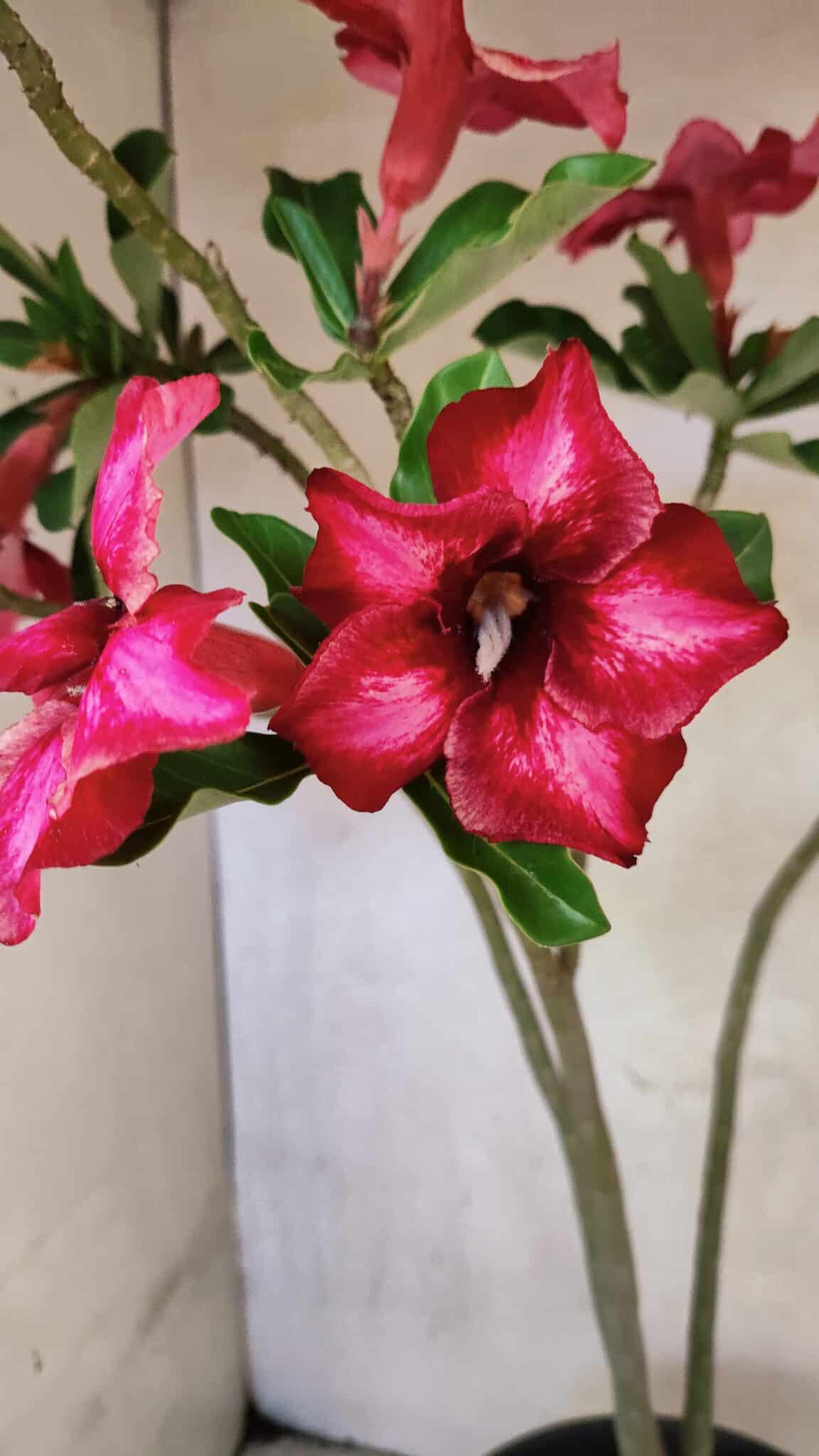Planta Simples 3420 – 45cm – 03 anos - foto 3