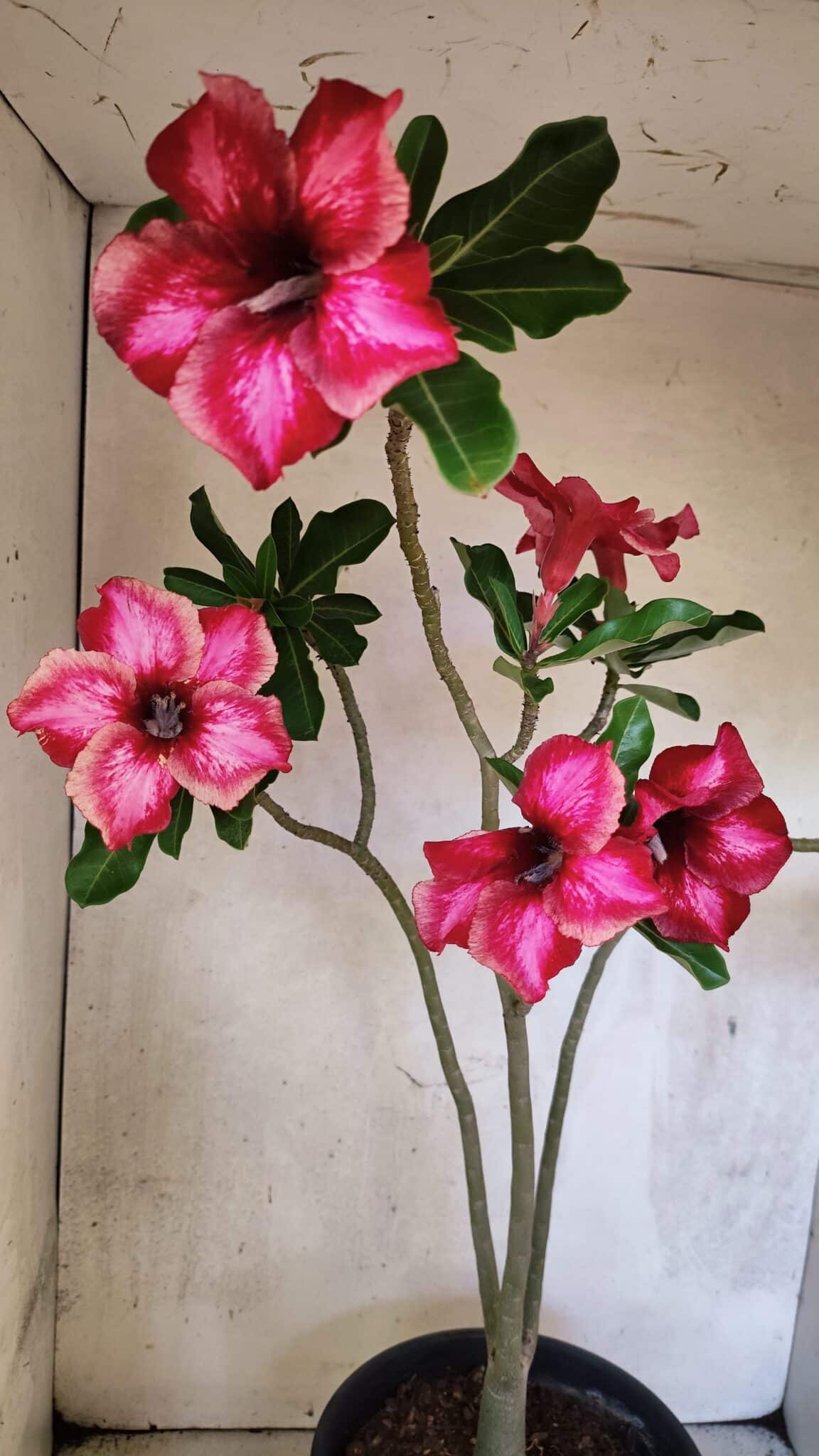 Planta Simples 3420 – 45cm – 03 anos - foto 4