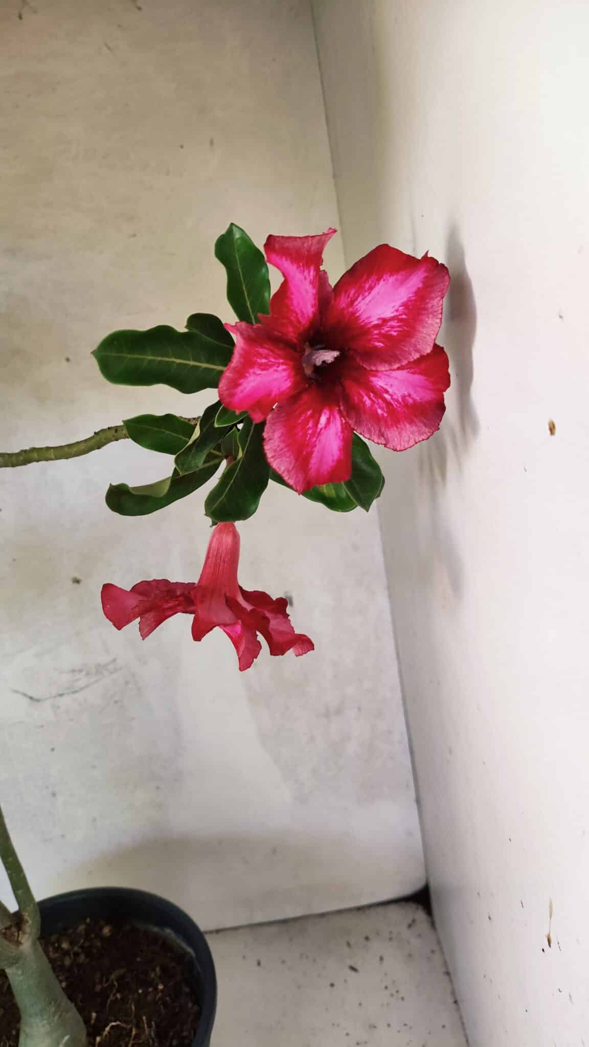 Planta Simples 3420 – 45cm – 03 anos - foto 8