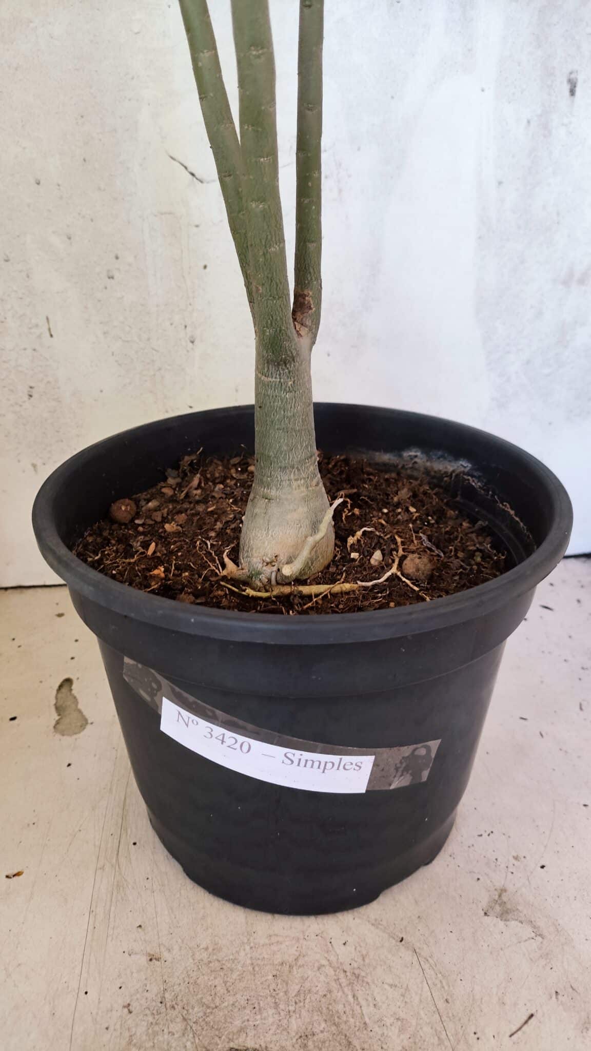 Planta Simples 3420 – 45cm – 03 anos - foto 7