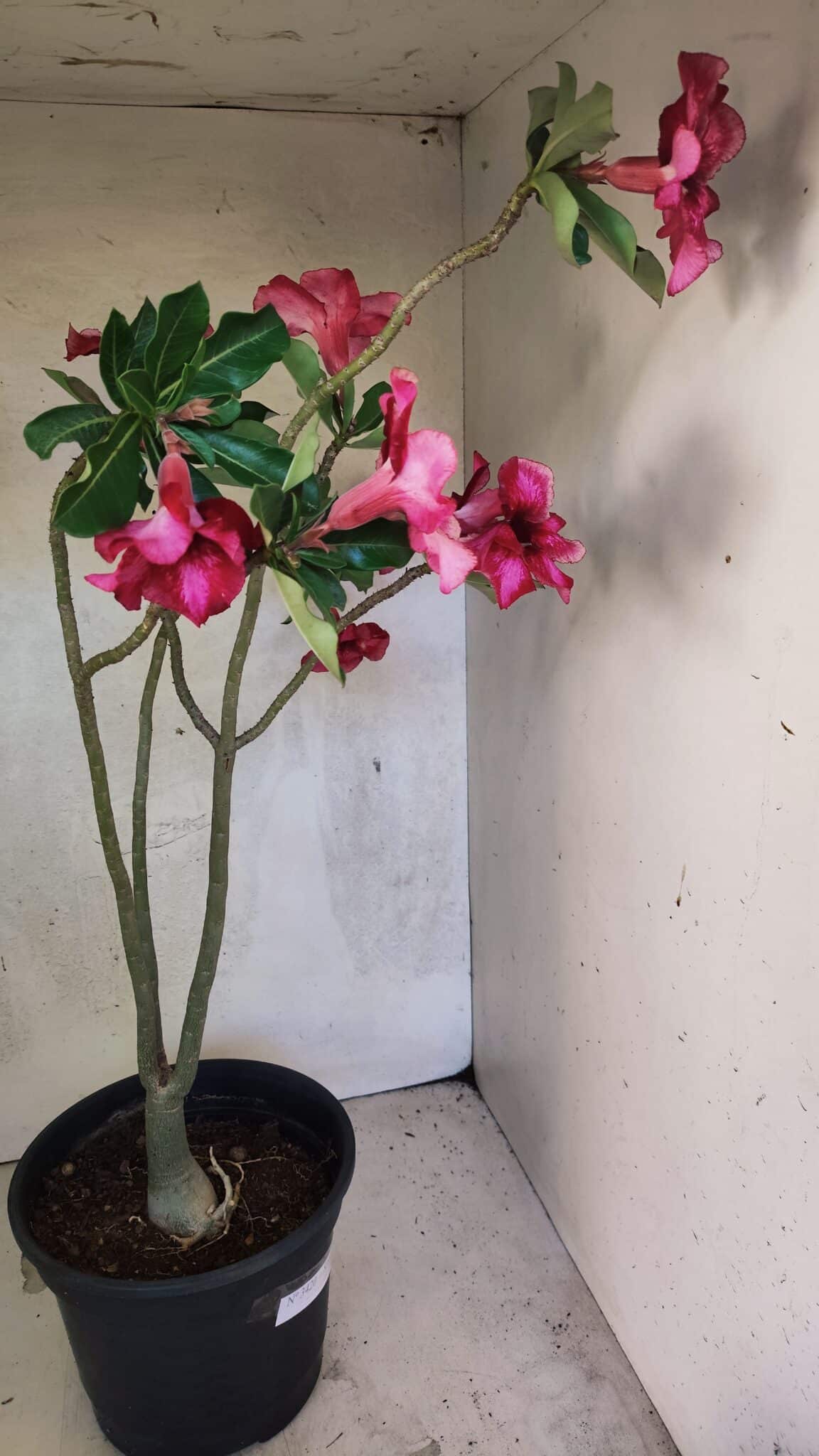 Planta Simples 3420 – 45cm – 03 anos - foto 6