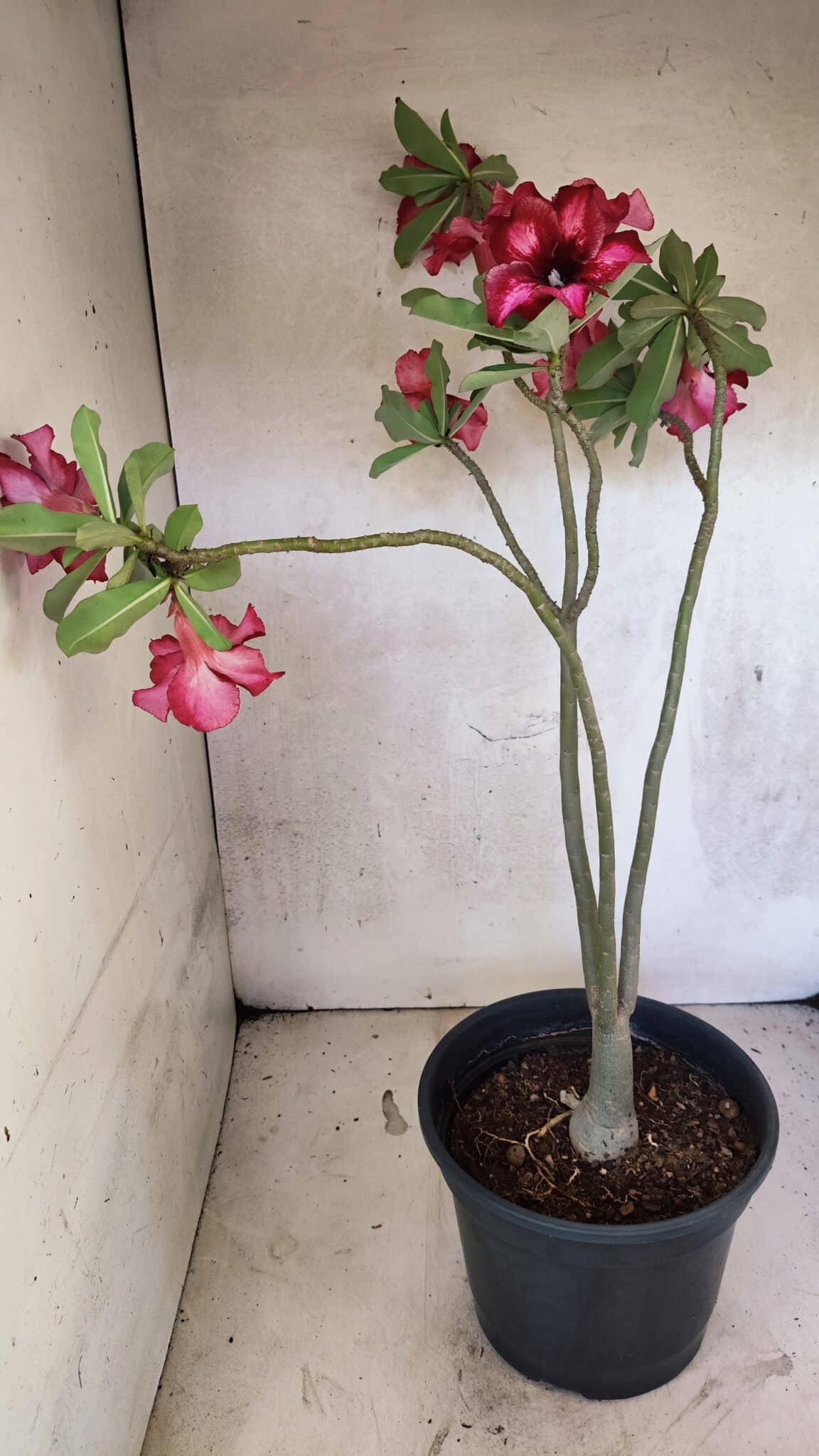 Planta Simples 3420 – 45cm – 03 anos - foto 5