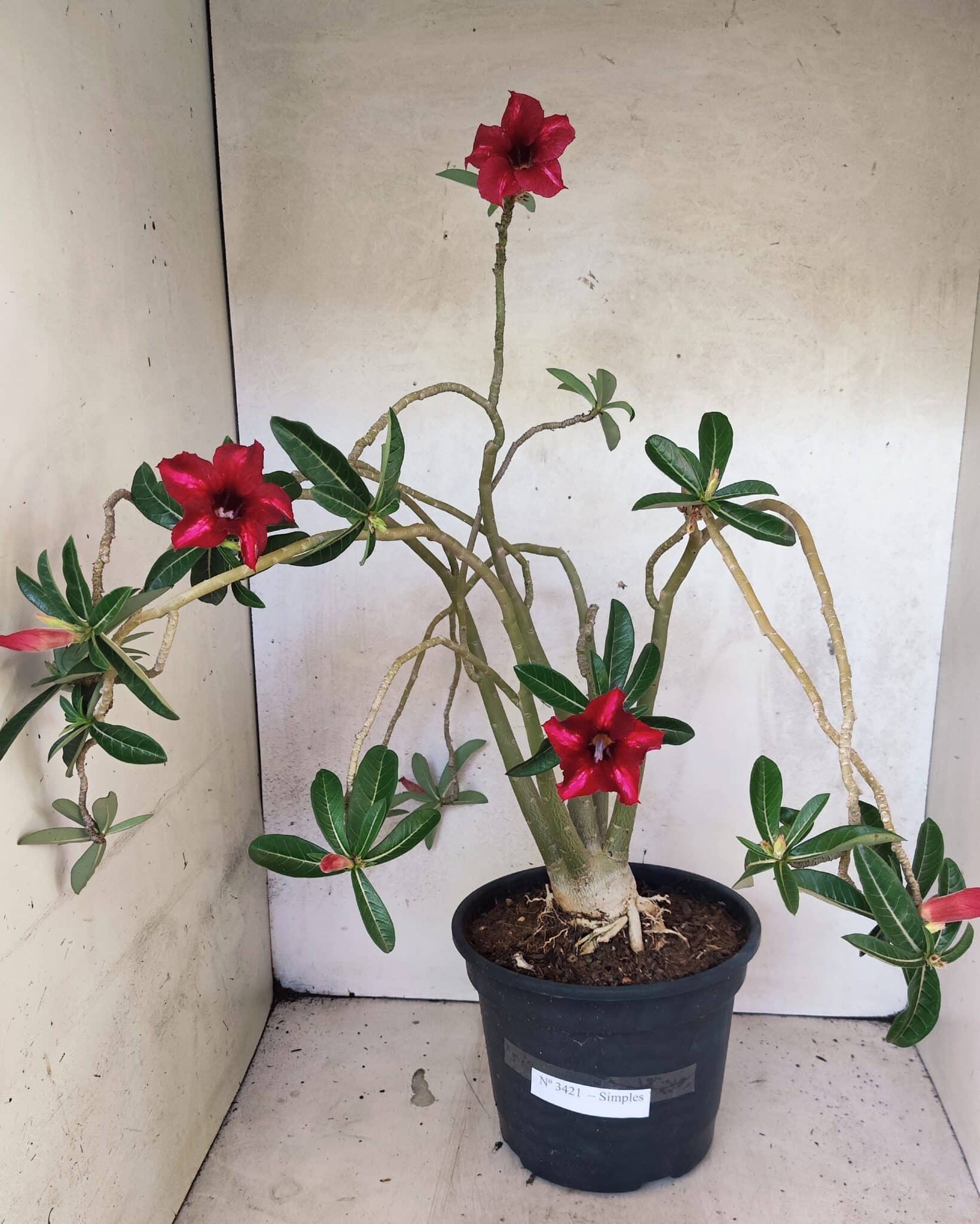 Planta Simples 3421 – 50cm – 04 anos - foto 2