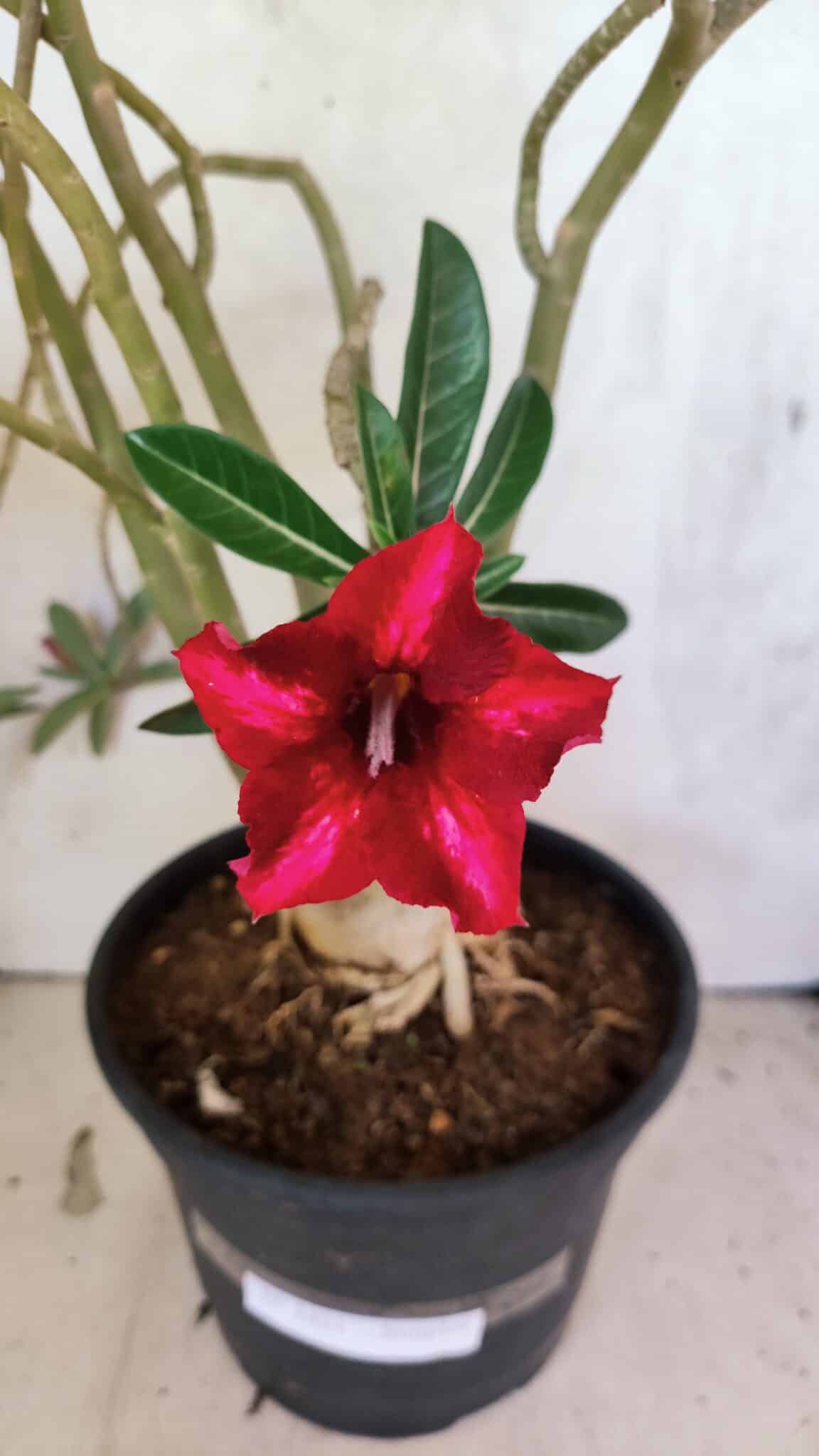 Planta Simples 3421 – 50cm – 04 anos - foto 3