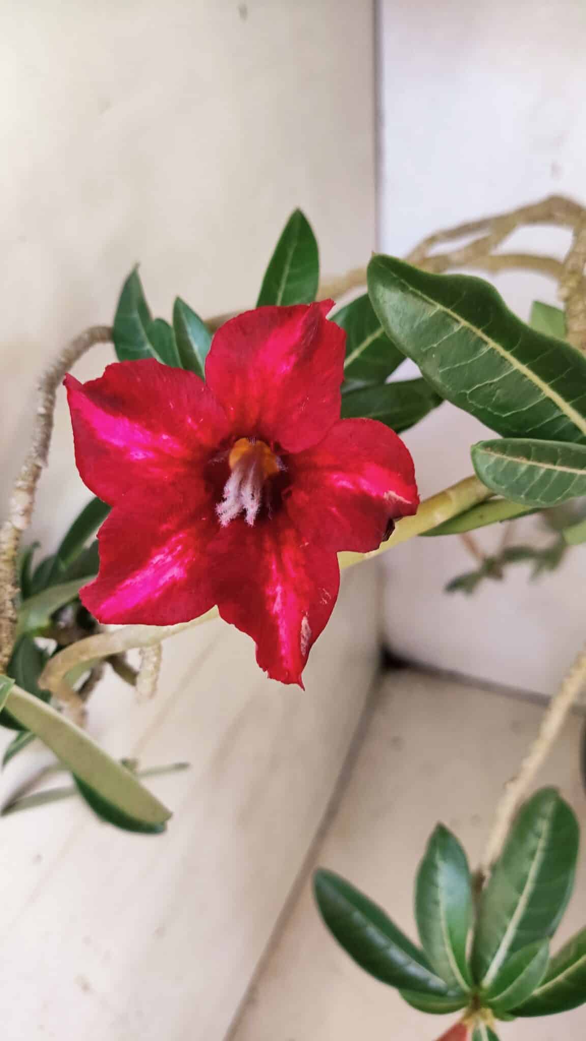 Planta Simples 3421 – 50cm – 04 anos - foto 4