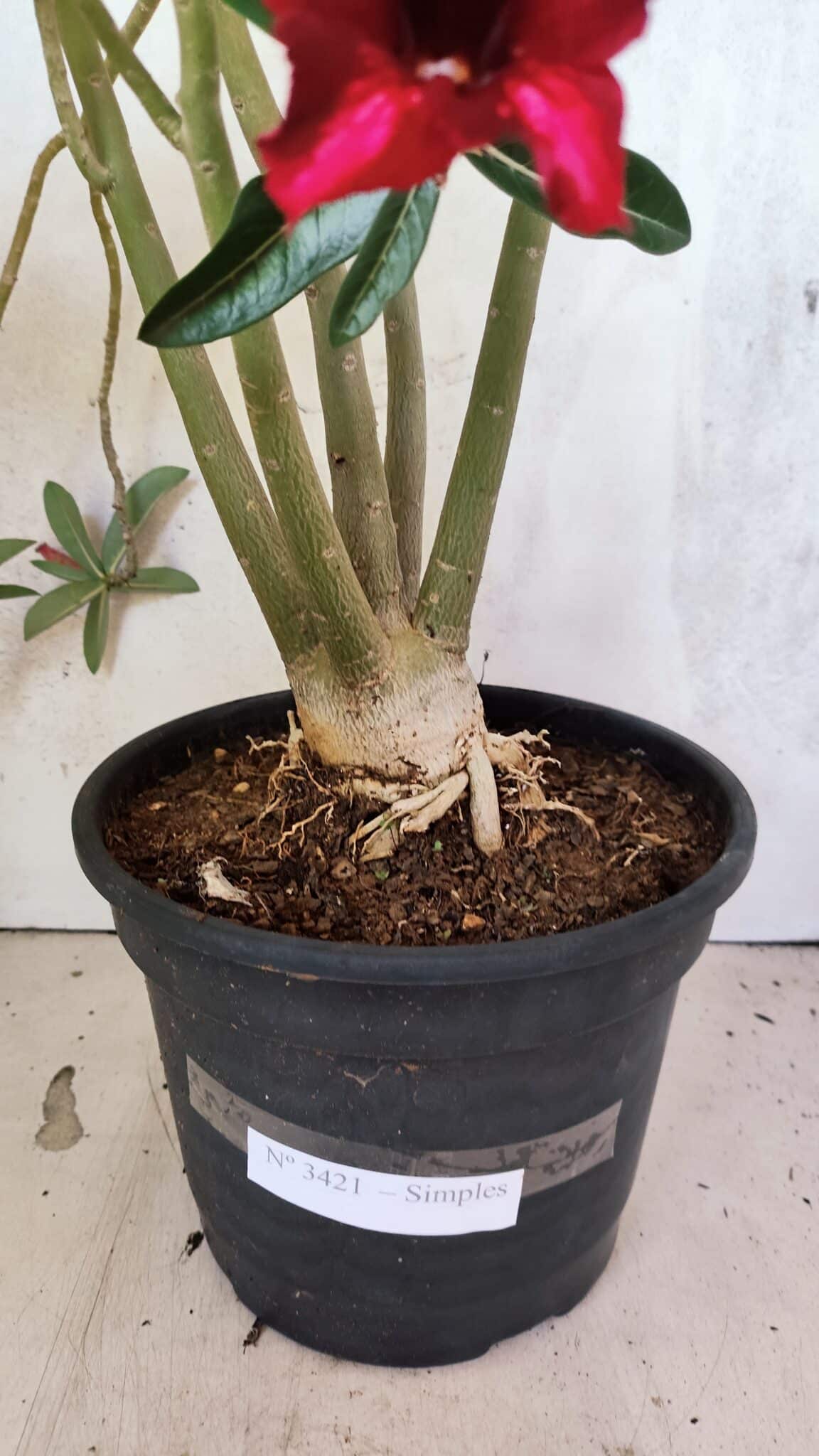Planta Simples 3421 – 50cm – 04 anos - foto 7