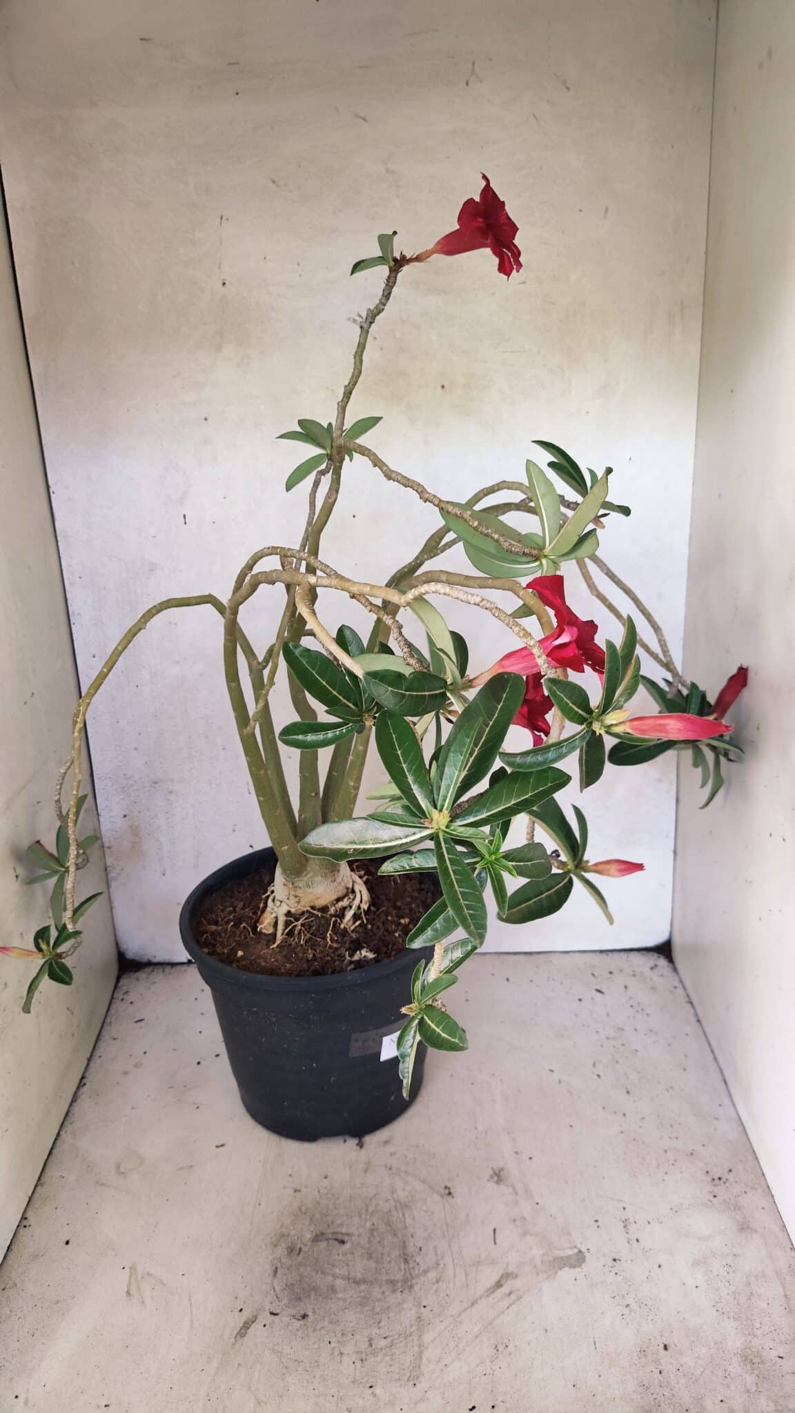 Planta Simples 3421 – 50cm – 04 anos - foto 6