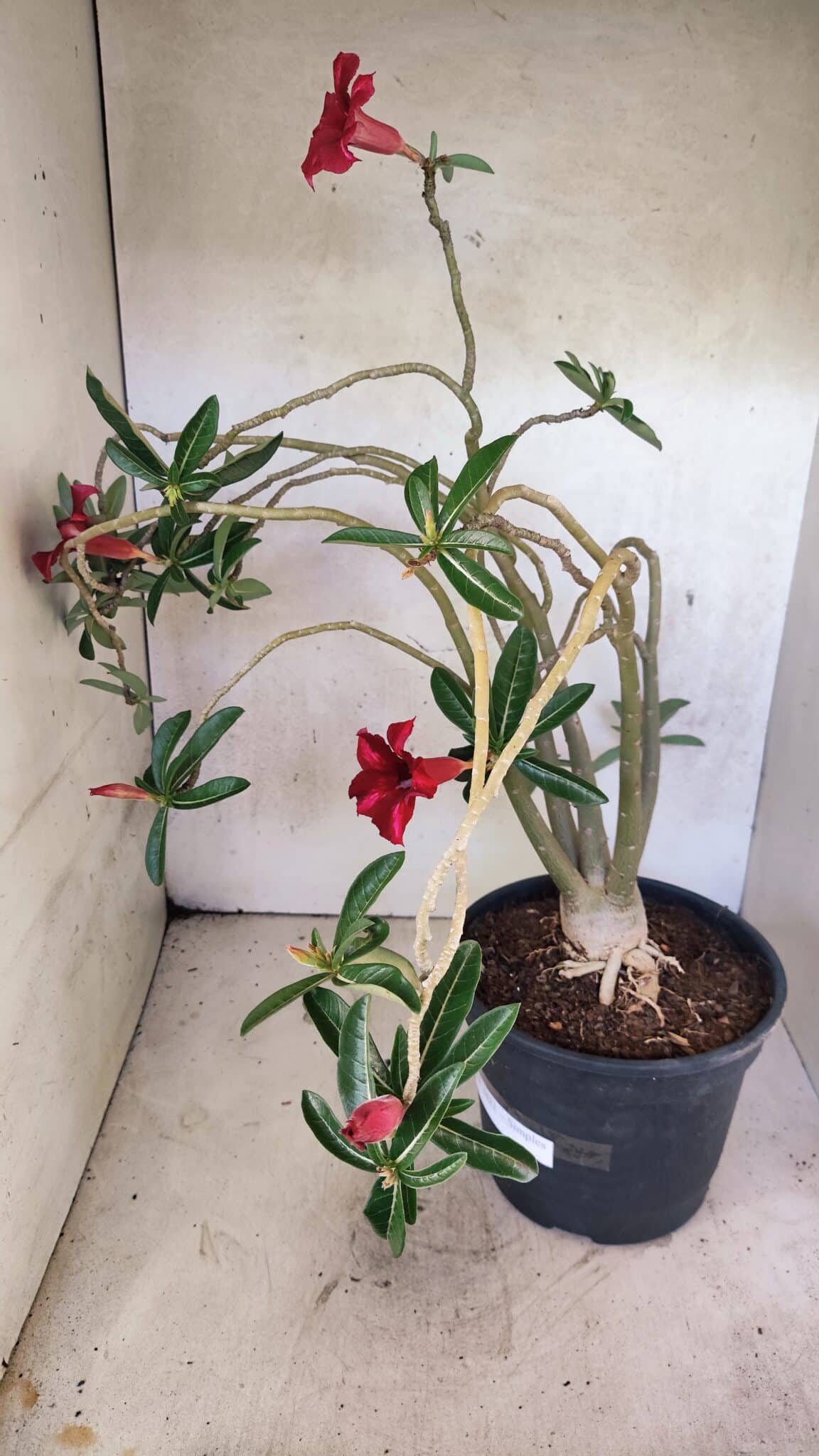 Planta Simples 3421 – 50cm – 04 anos - foto 5