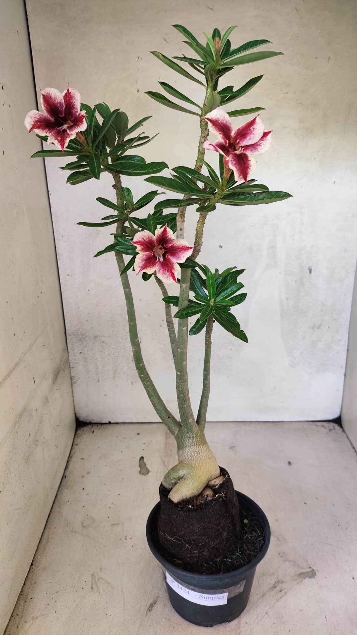 Planta Simples 3424 – 35cm – 03 anos - foto 2