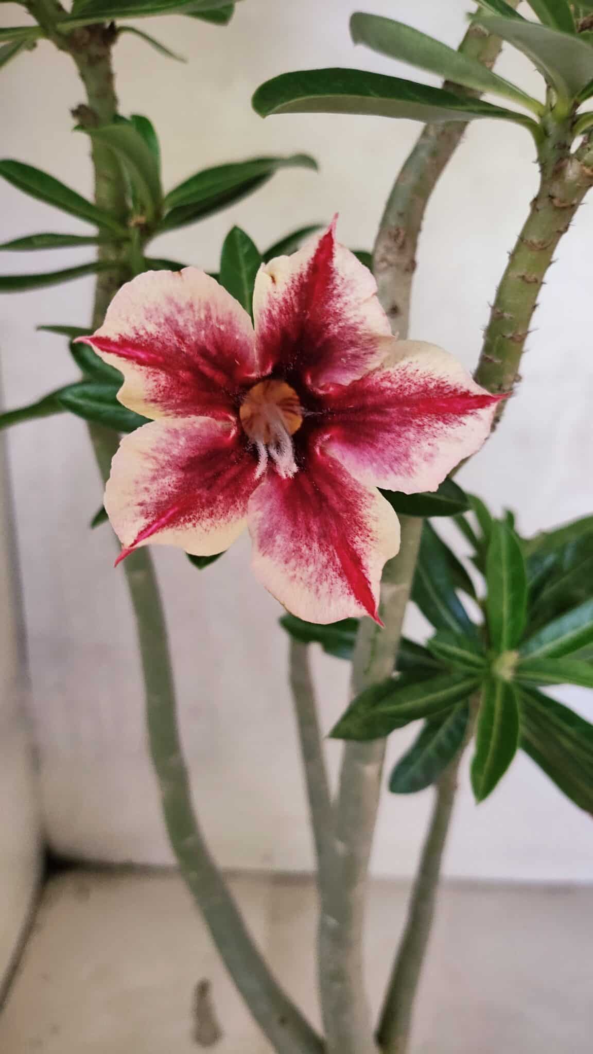 Planta Simples 3424 – 35cm – 03 anos - foto 3