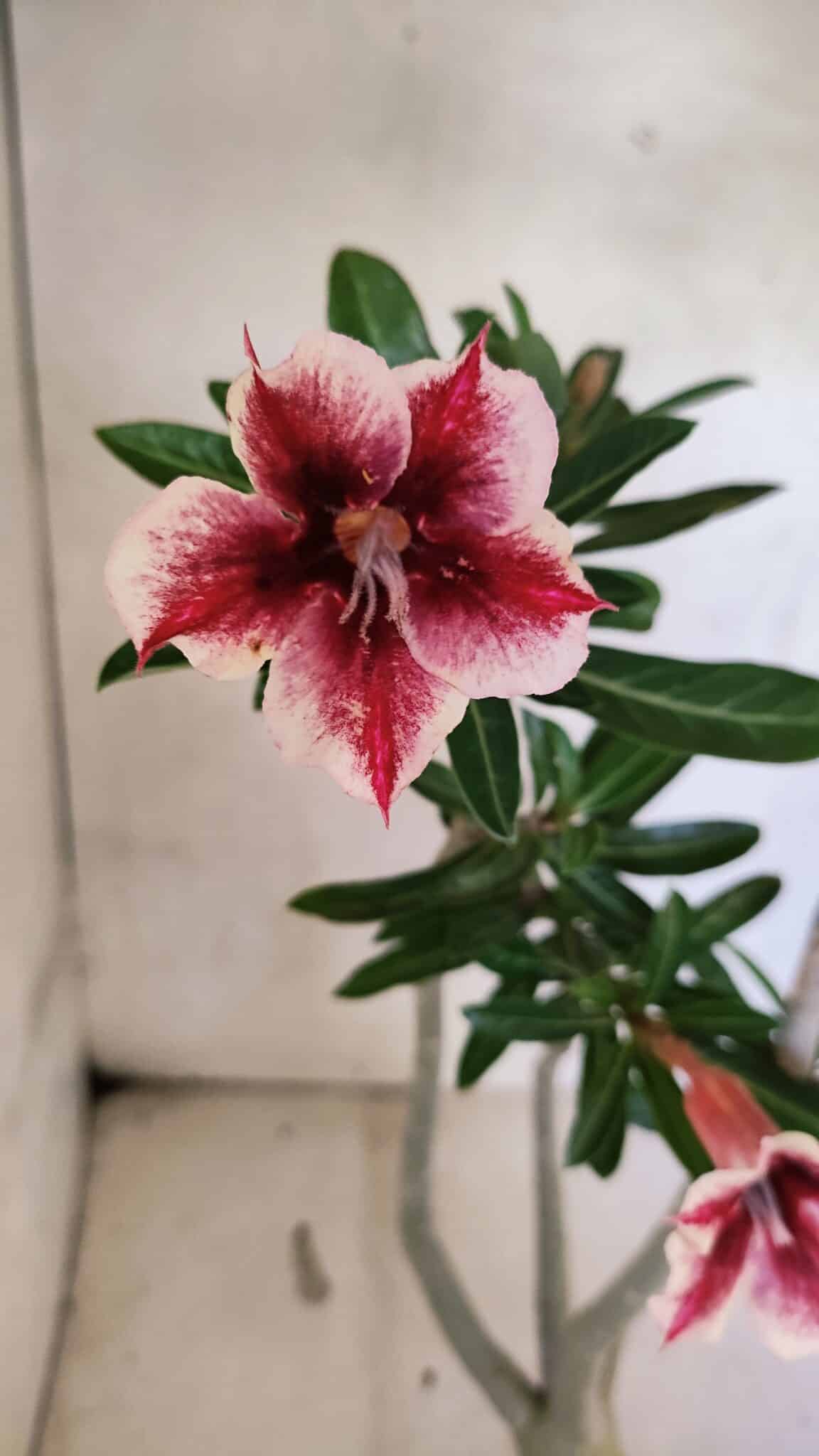 Planta Simples 3424 – 35cm – 03 anos - foto 4