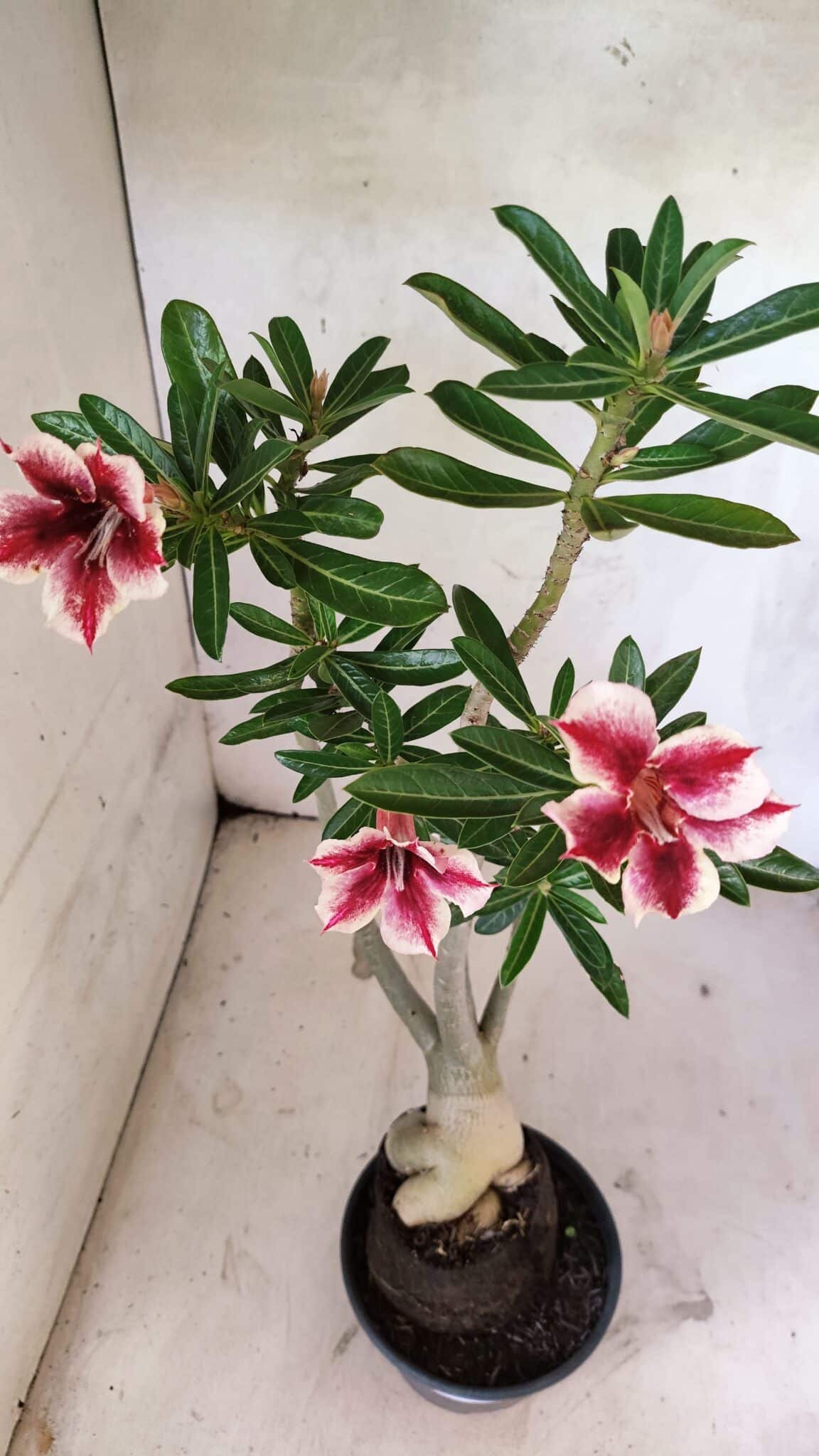 Planta Simples 3424 – 35cm – 03 anos - foto 7