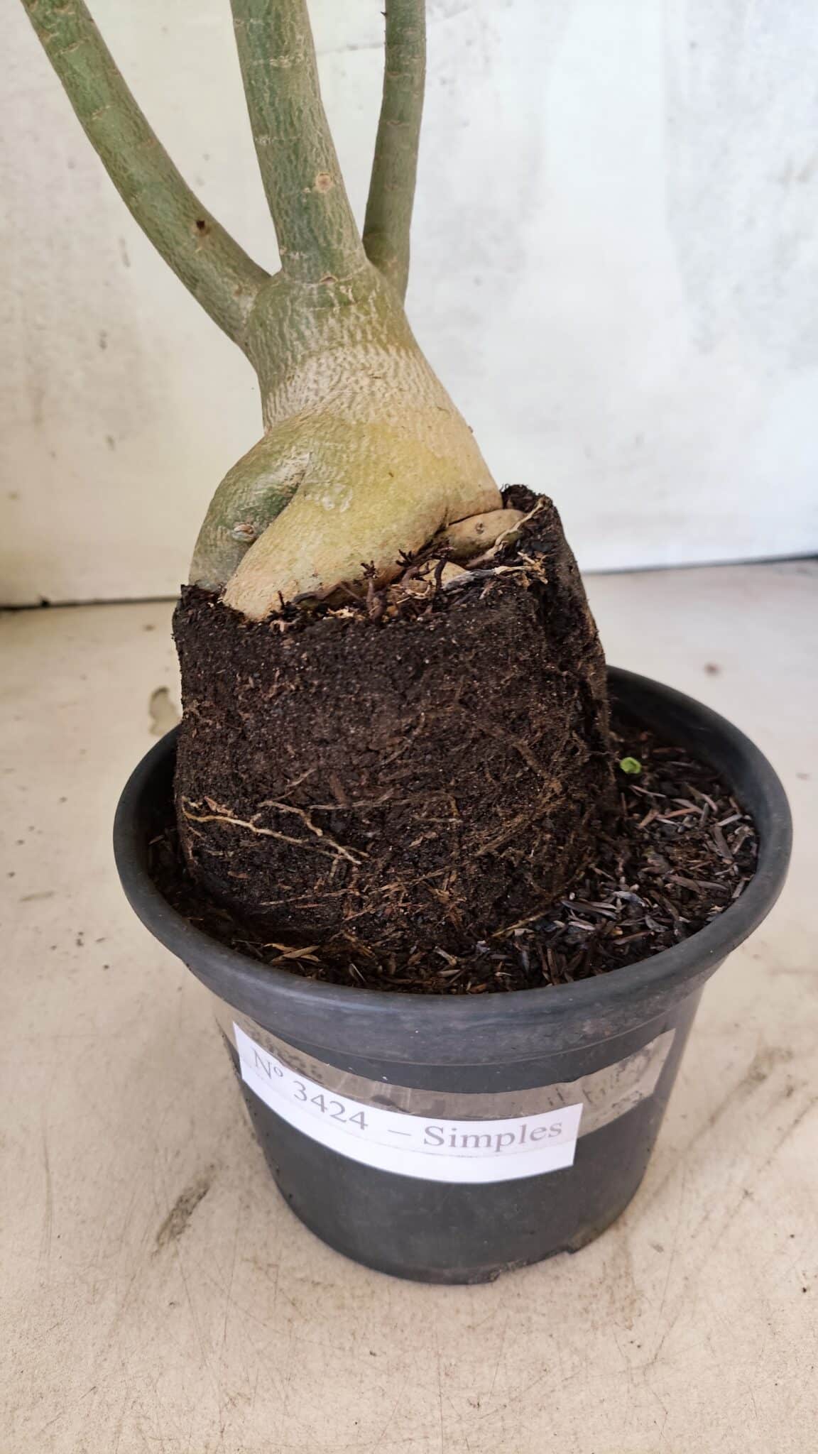 Planta Simples 3424 – 35cm – 03 anos - foto 6