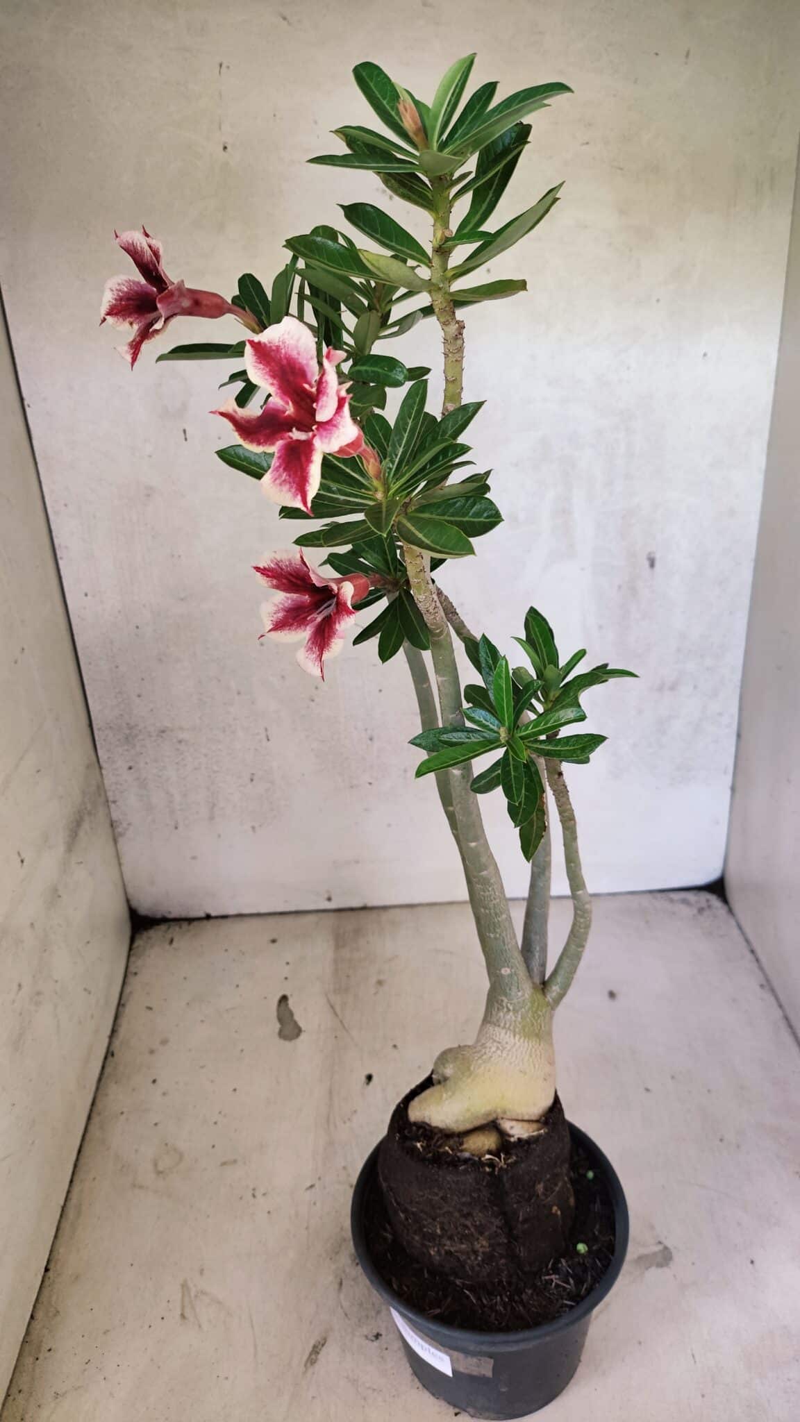 Planta Simples 3424 – 35cm – 03 anos - foto 10
